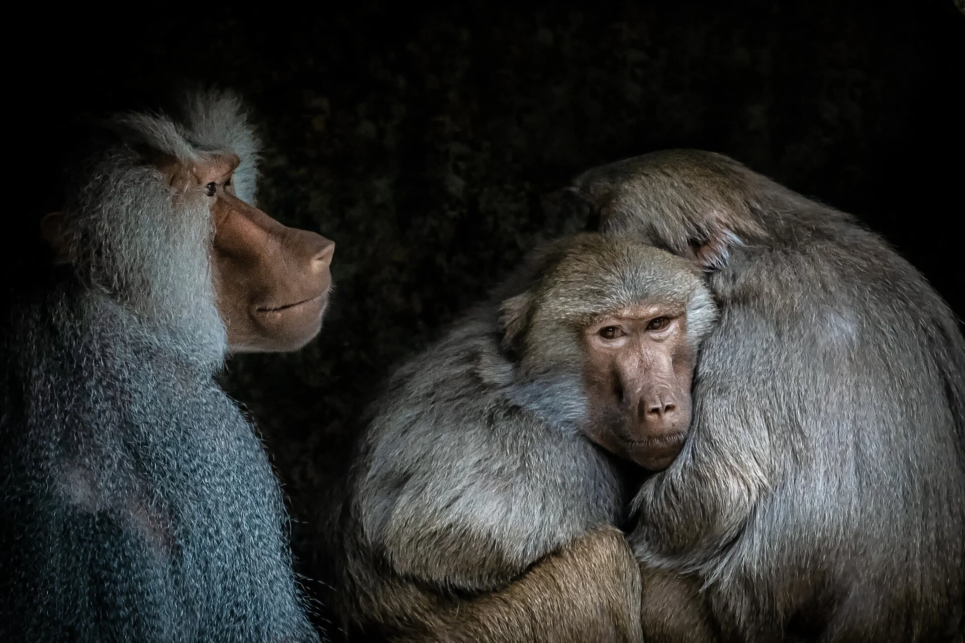 This is no monkey business