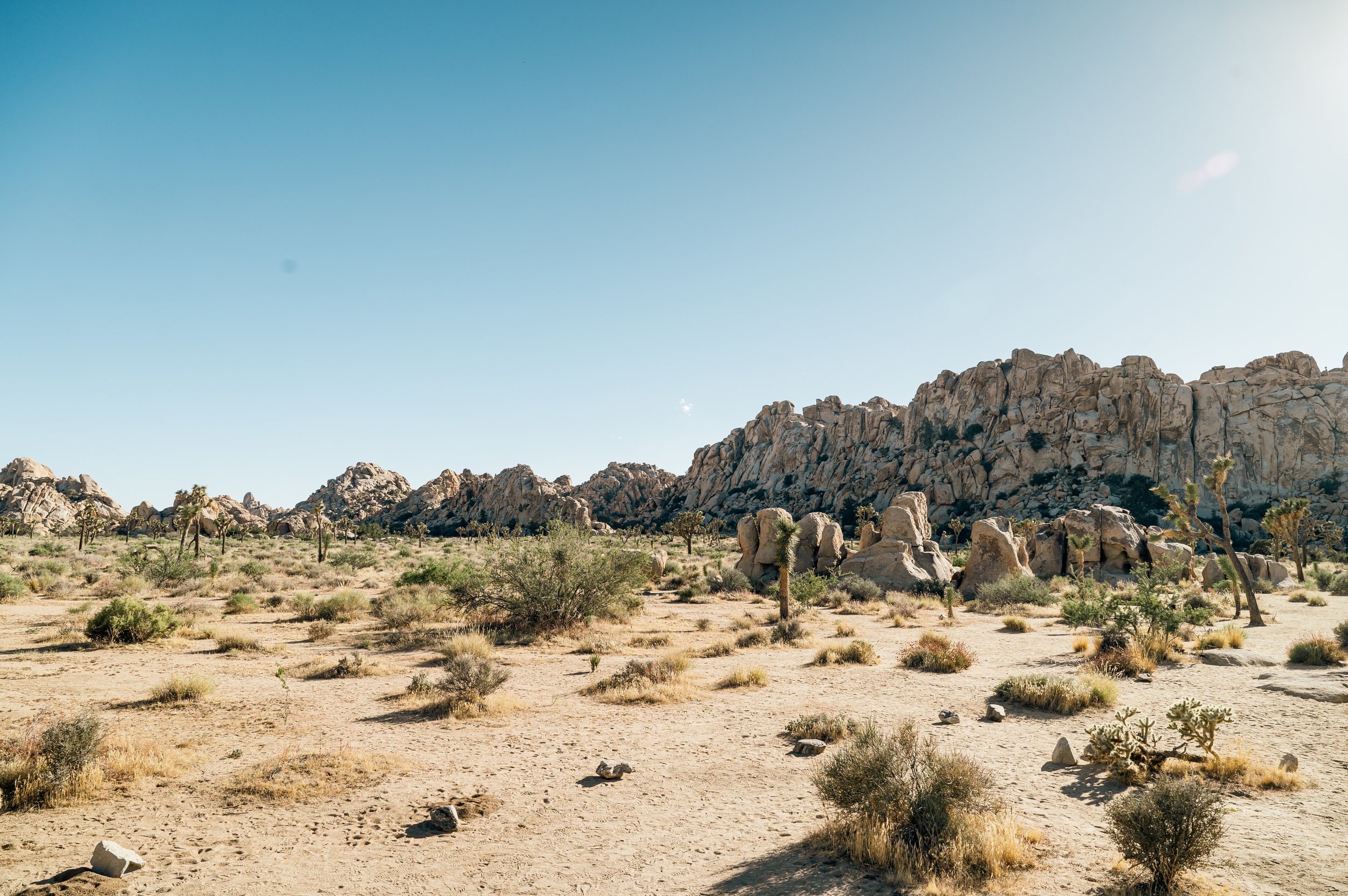 Joshua Tree CA-Mariela+Campbell+Photography47.jpg