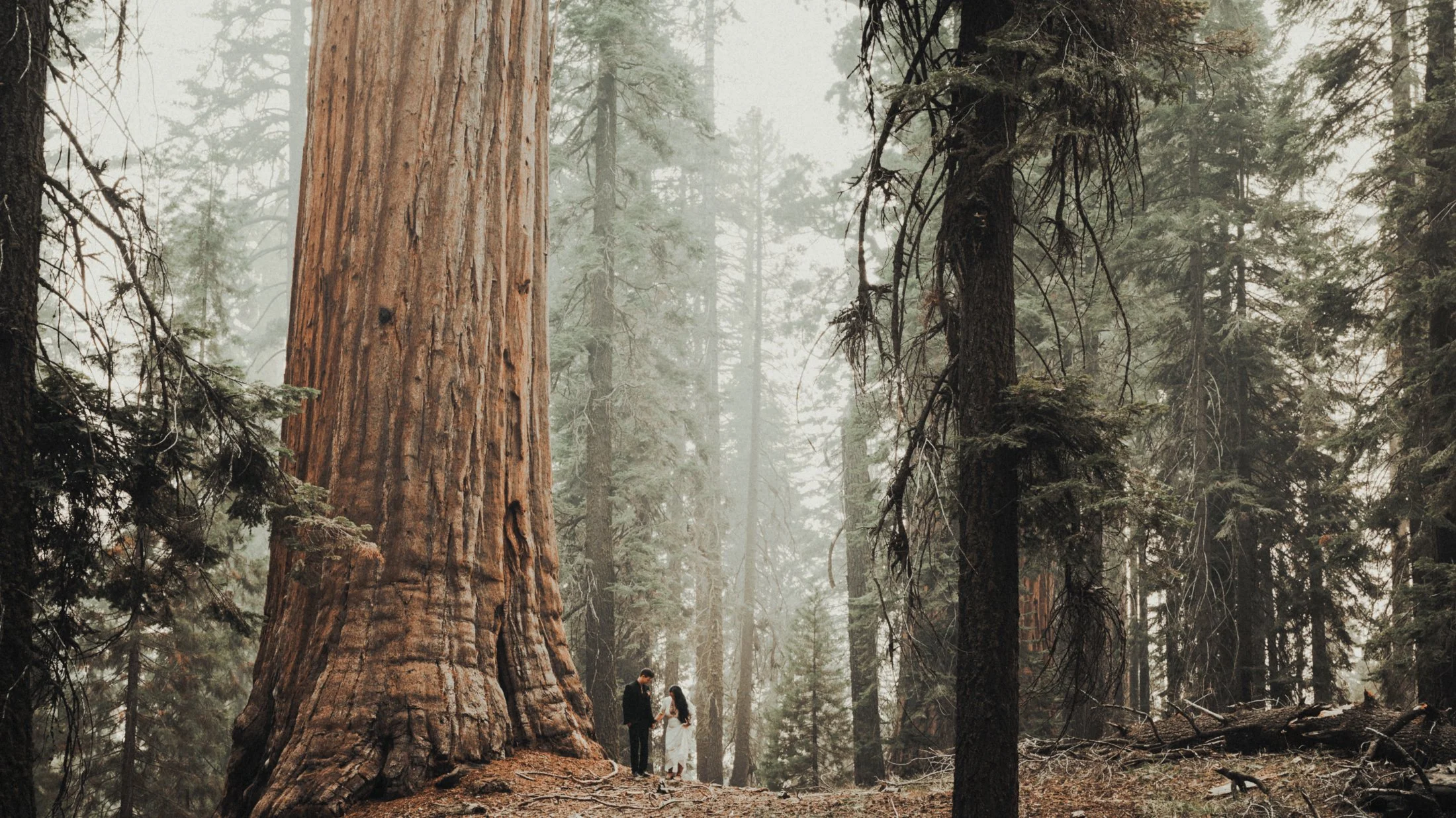 The Best Elopement Locations in California (From Joshua Tree to Big Sur)