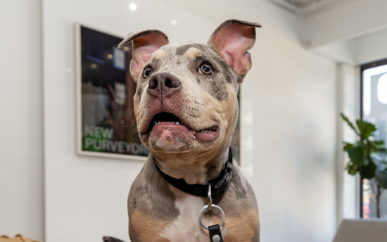 Make Moving Easy - Pets When Moving in Ottawa