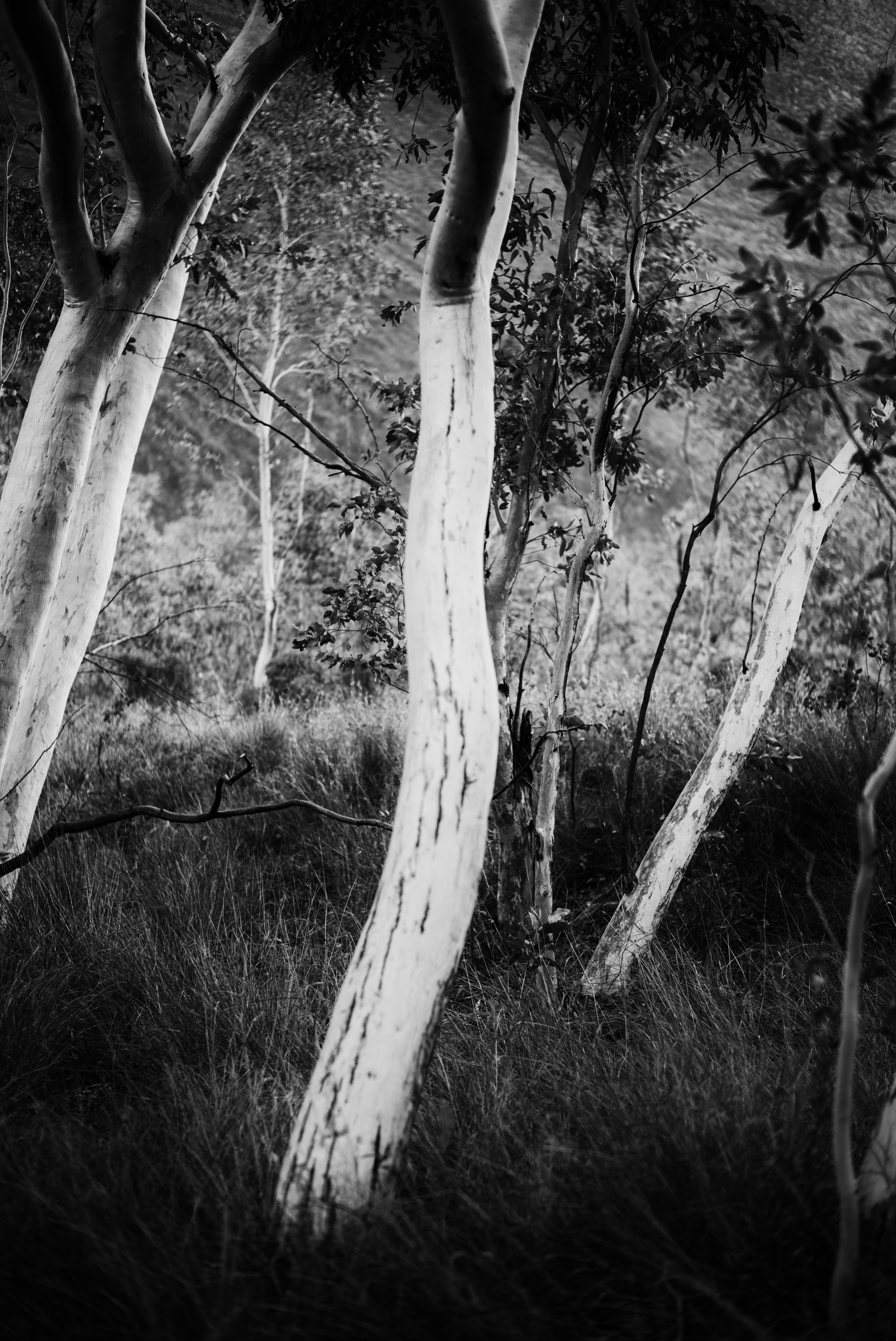 L1001003-Edit.jpg
