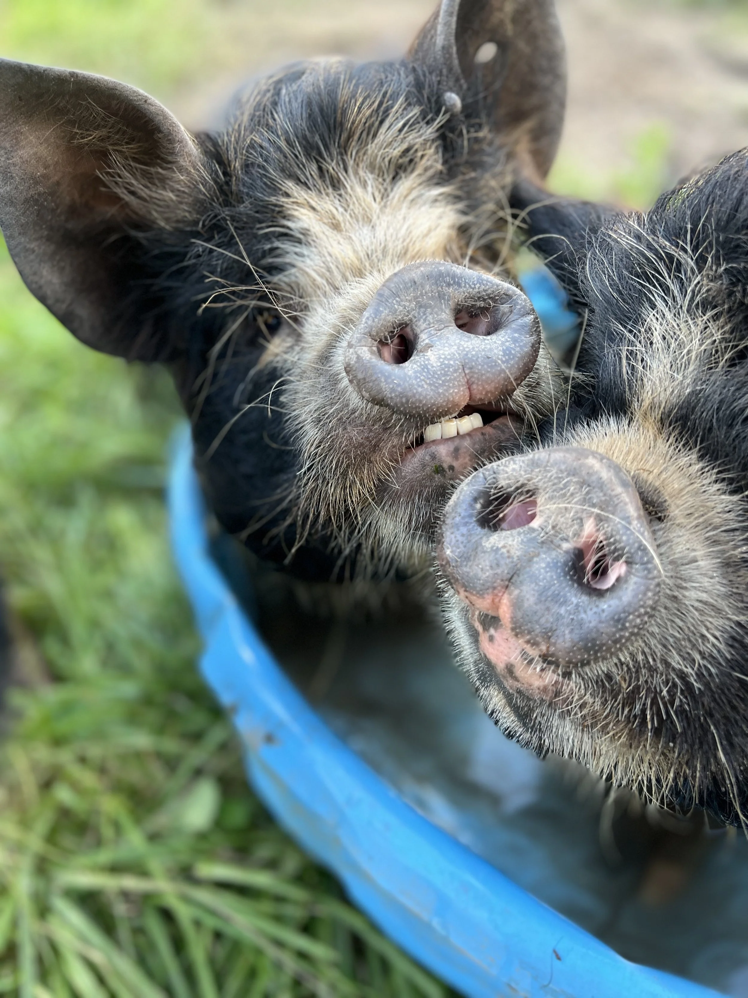 happy pigs.jpg