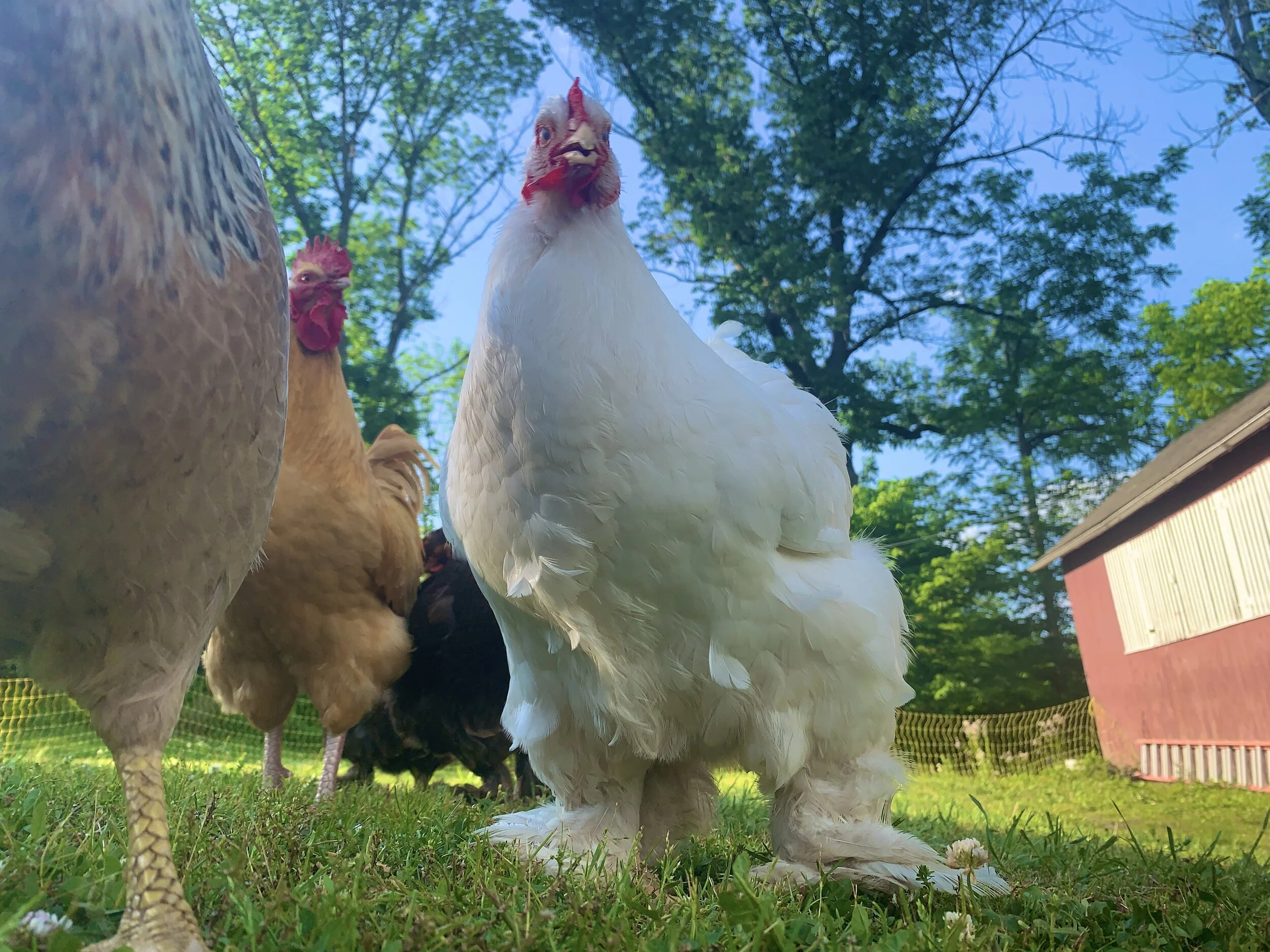 Baby the hen.jpg