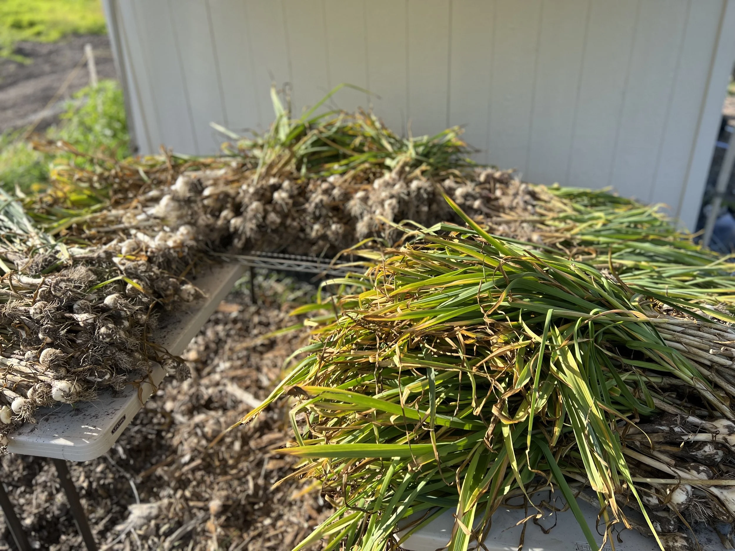 garlic harvest.jpg