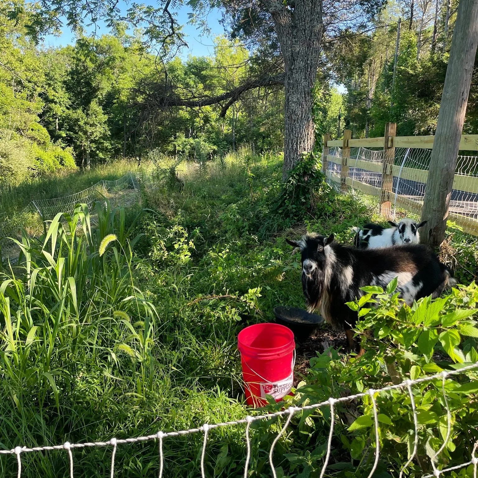 new goat place.jpg