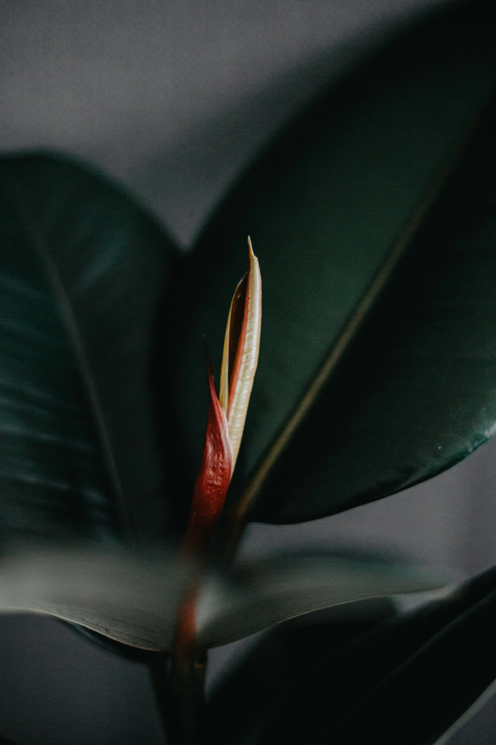 I Honour my Unfurling