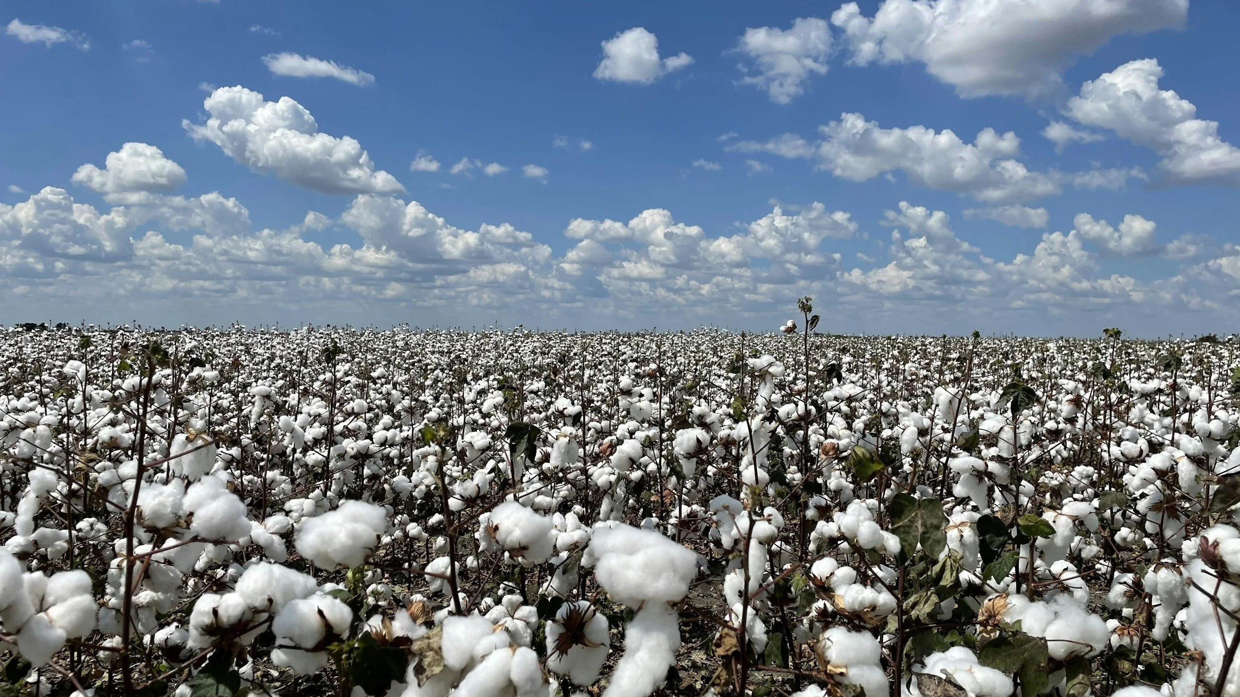 What the Great American Cotton Plan Means for Apparel Brands and Sourcing Teams