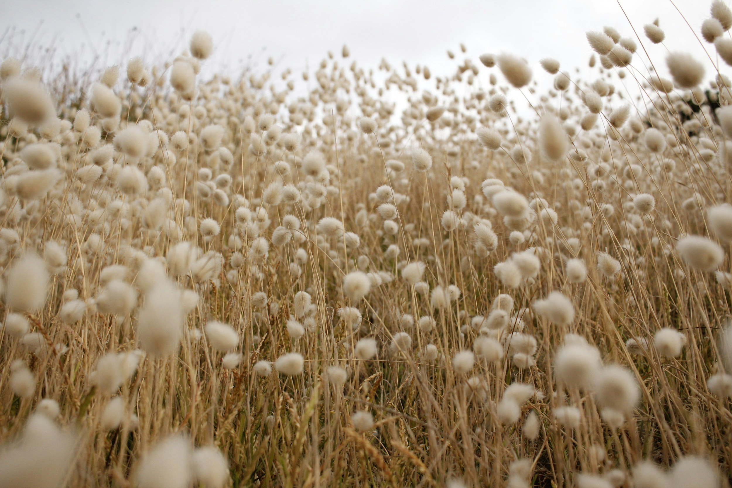 Cotton Prices Are Settling Into a Higher Range. Here's What Apparel Brands Should Do About It.