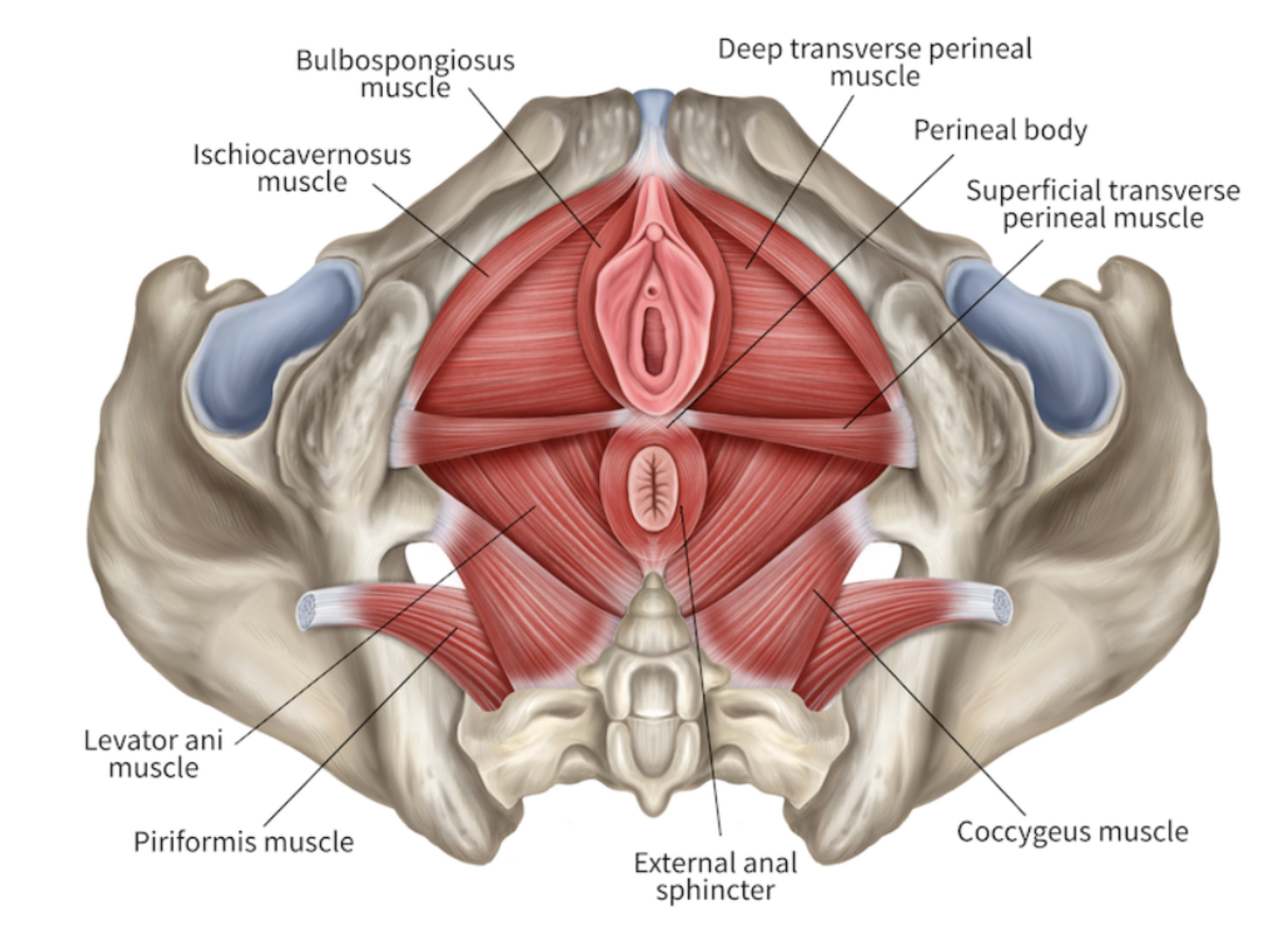 Should you consider seeing a pelvic floor physical therapist?