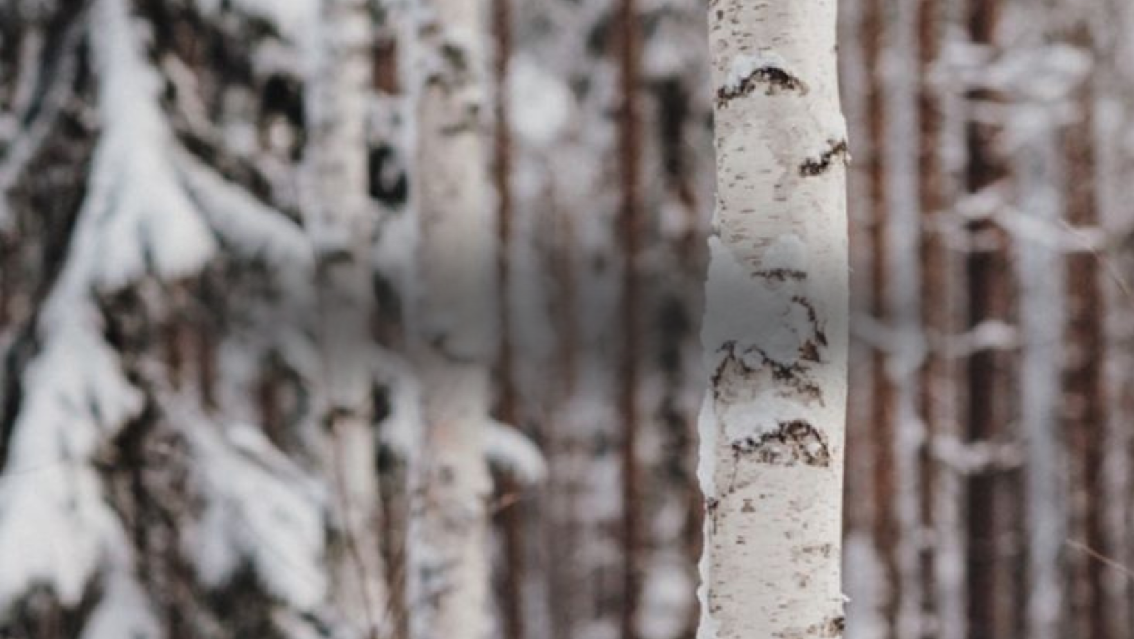 Birch and the Art of Soft Beginnings