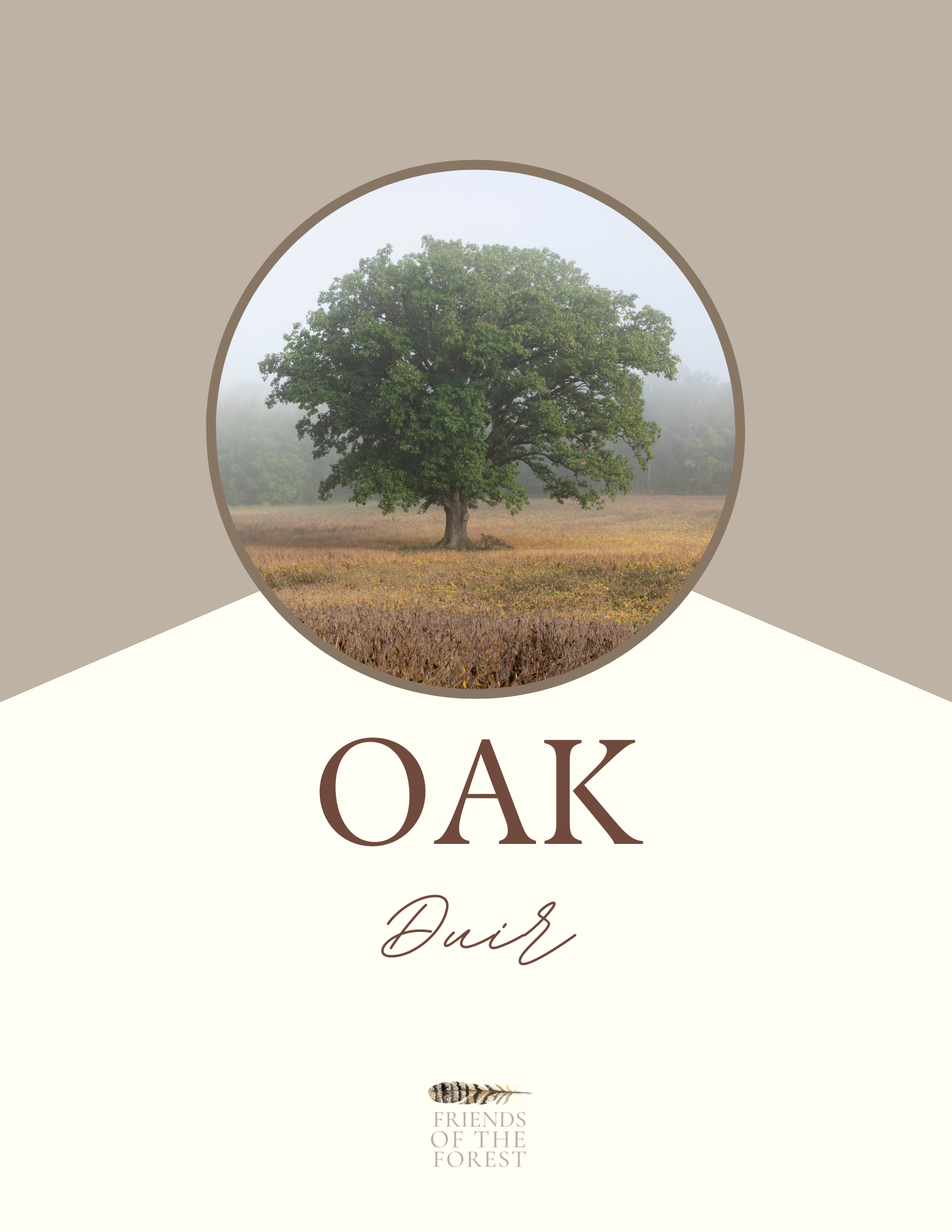 Oak: Sacred Trees of the Celtic Wheel