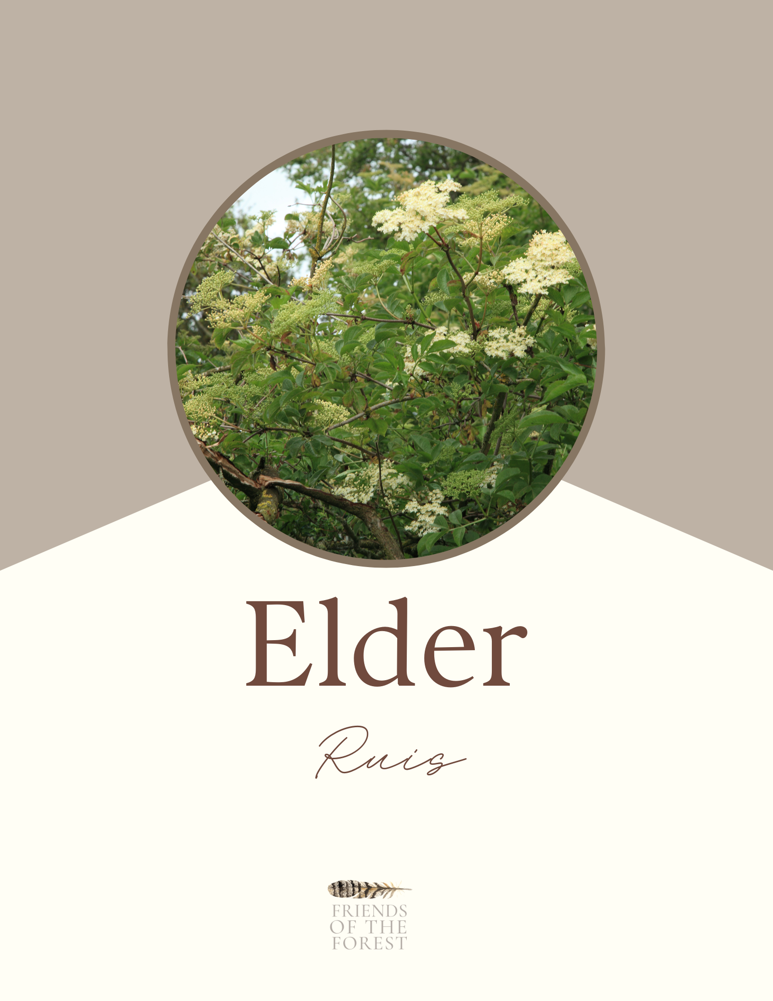Elder: Sacred Trees of the Celtic Wheel