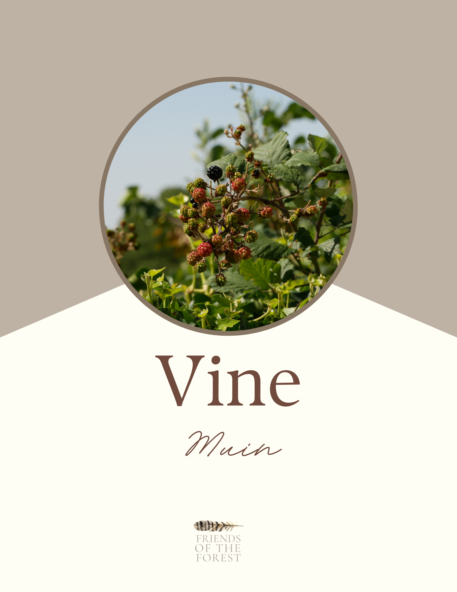 Vine: Sacred Trees of the Celtic Wheel