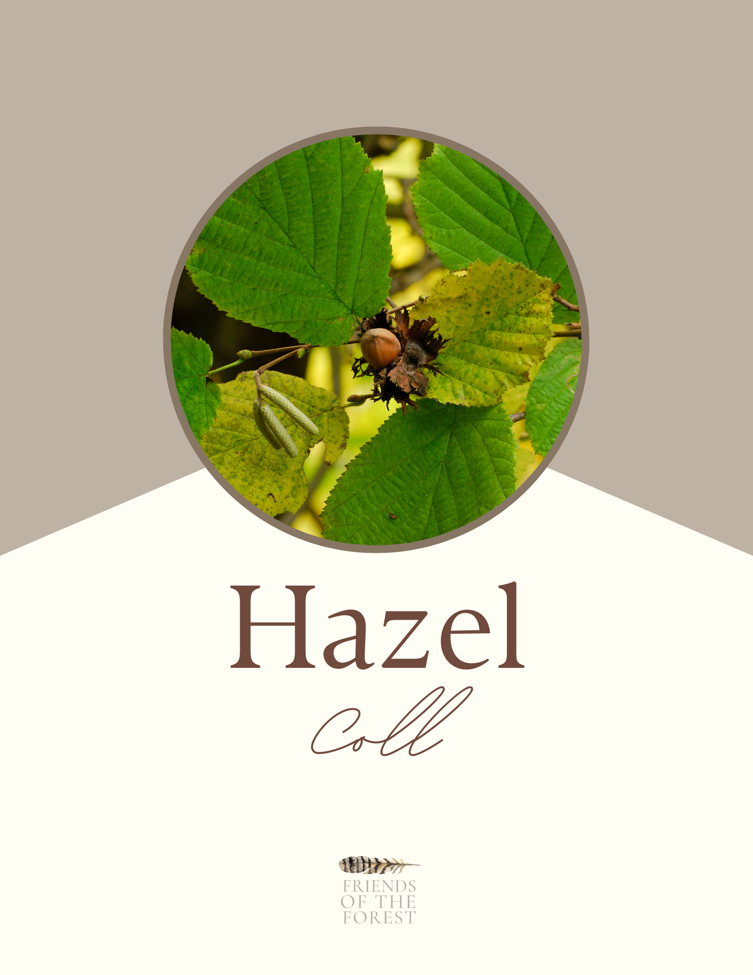 Hazel.png