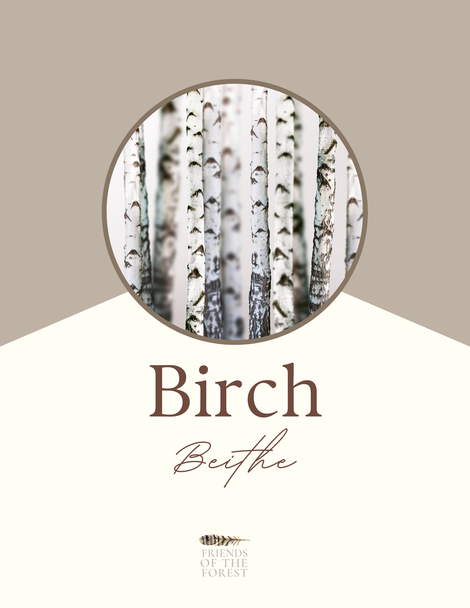 Birch: Sacred Trees of the Celtic Wheel