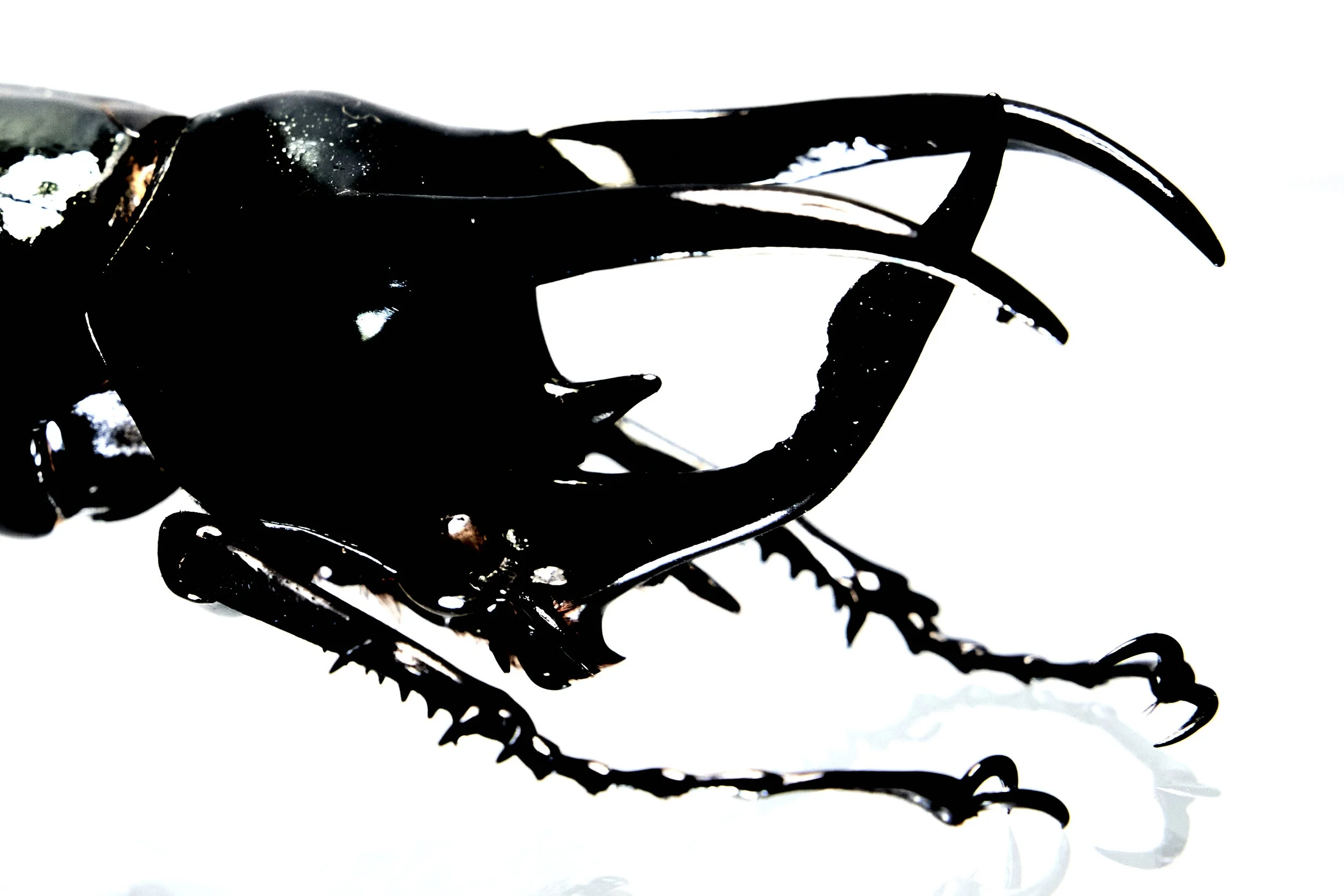 25_09_29_Insects_52737 1.jpg