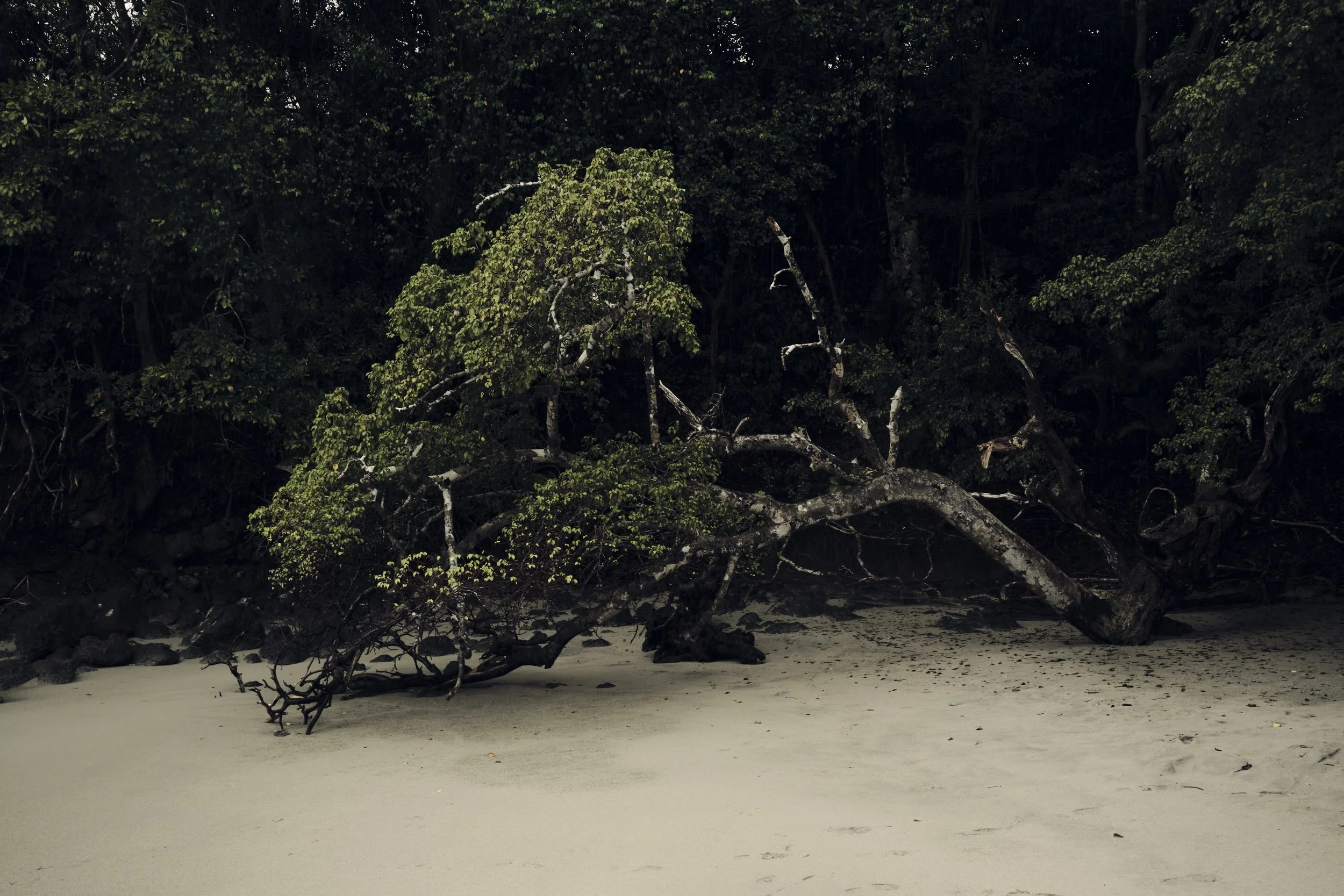 24_12_28_Costa-Rica_0220 1.jpg