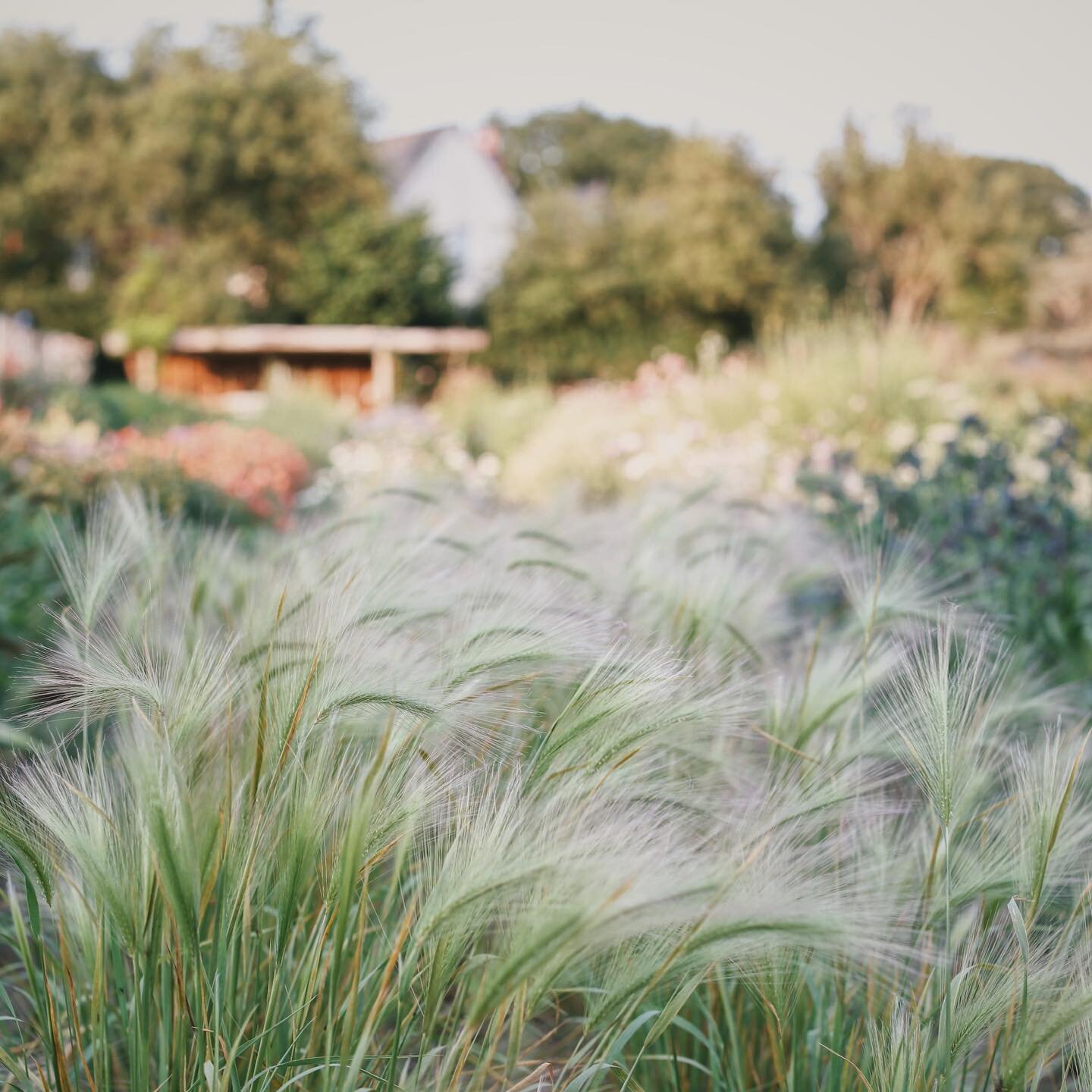 Foxtail barley, one of my grassy treasures. Watching it gently sway in the breeze I&rsquo;m sure cooled me down while picking during the last few days.