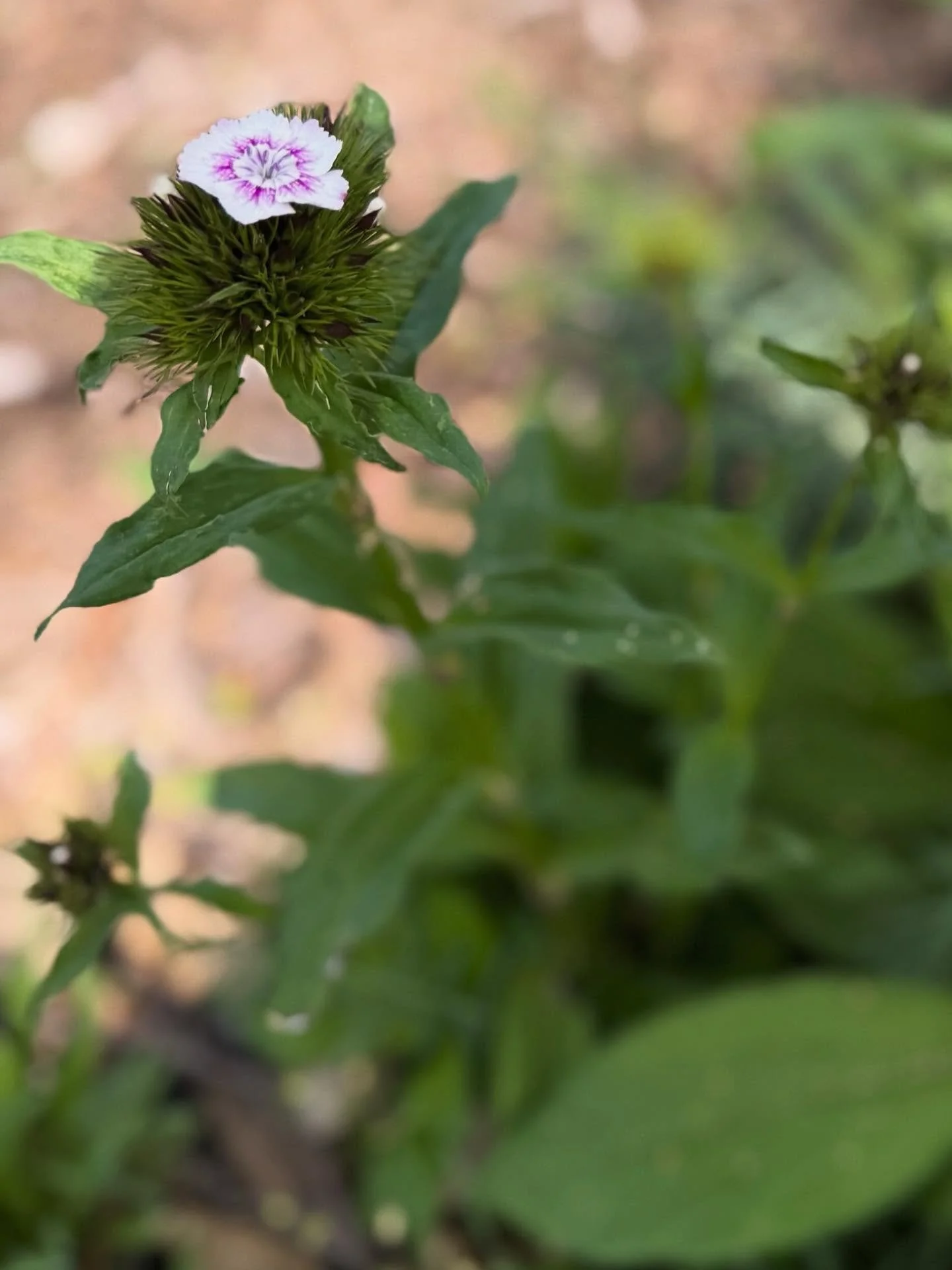 🌷Cultivated Comfort

Funny how one little flower can change the whole feel of a space, isn&rsquo;t it? 🌸

It&rsquo;s such a good reminder that beauty doesn&rsquo;t have to be big or complicated. Whether it&rsquo;s in the garden or inside a home, th