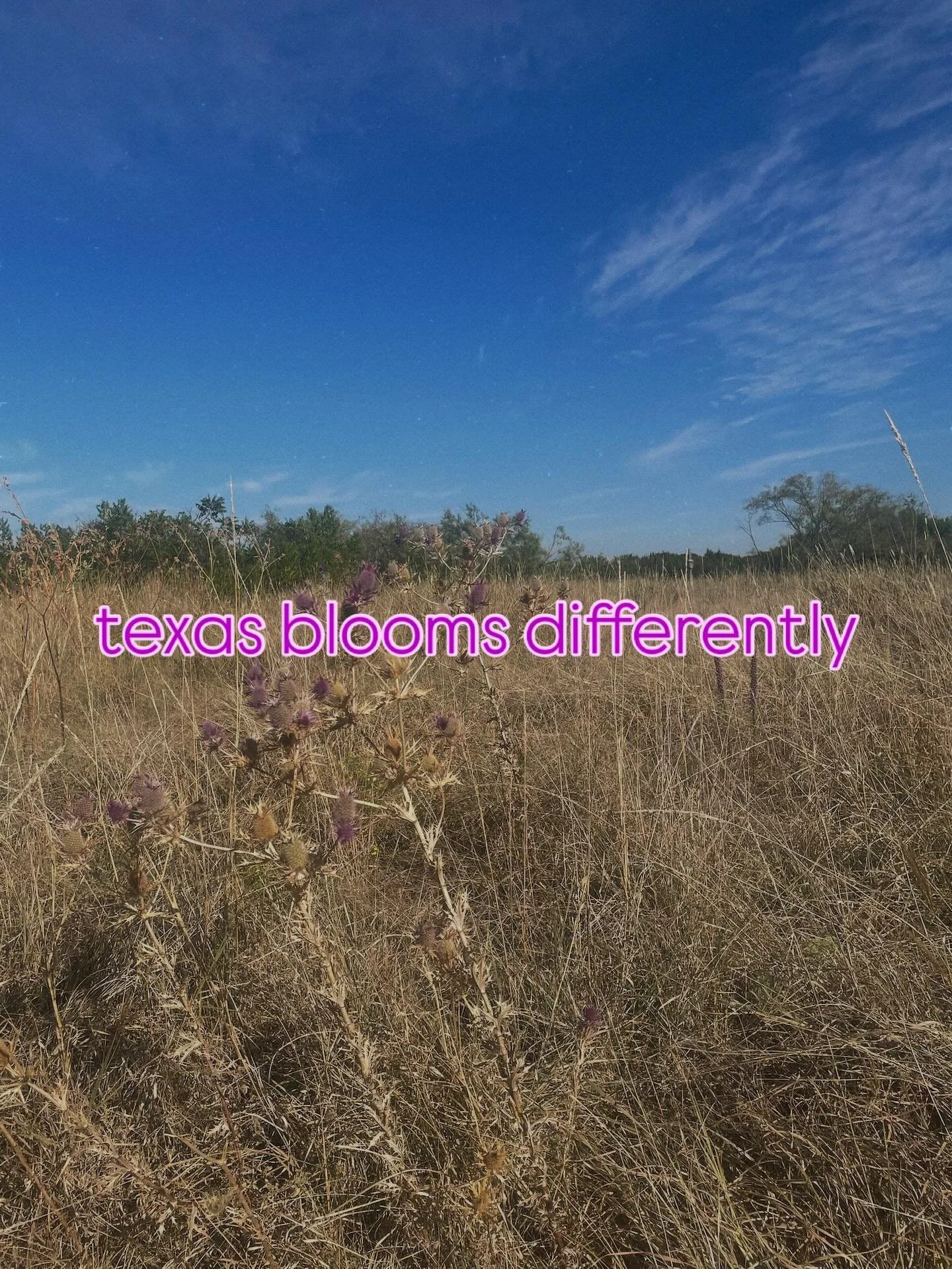 Texas blooms a little differently in the fall 🌾💜 Out here, beauty isn&rsquo;t always loud. It&rsquo;s the quiet sway of golden grass, the soft purple thistle holding its ground, and the way the land still feels like home no matter how fast life mov