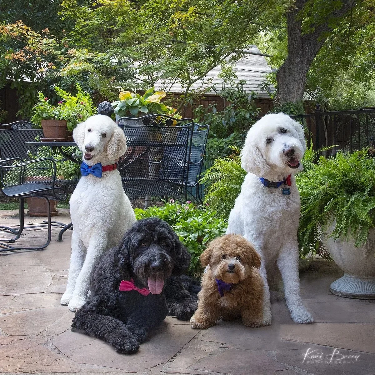 A Conversation with Saving Hope Animal Rescue