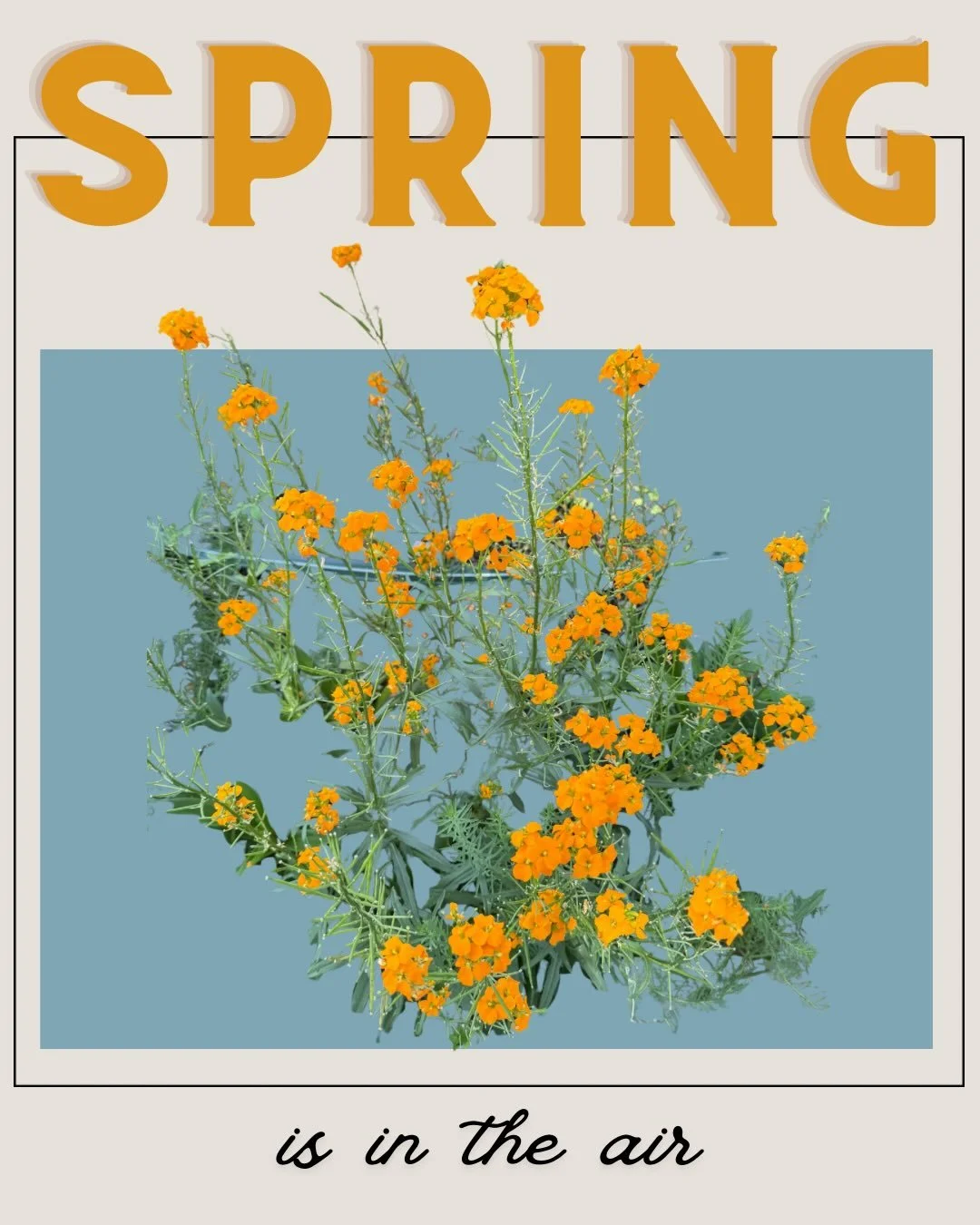 Spring hasn&rsquo;t officially sprung, but she is springing 🌱 Glimpses of color and signs of growth are starting to to peek through the soil that was buried beneath a layer of ice just a few weeks ago. As I dream of blooms to come, here&rsquo;s a lo