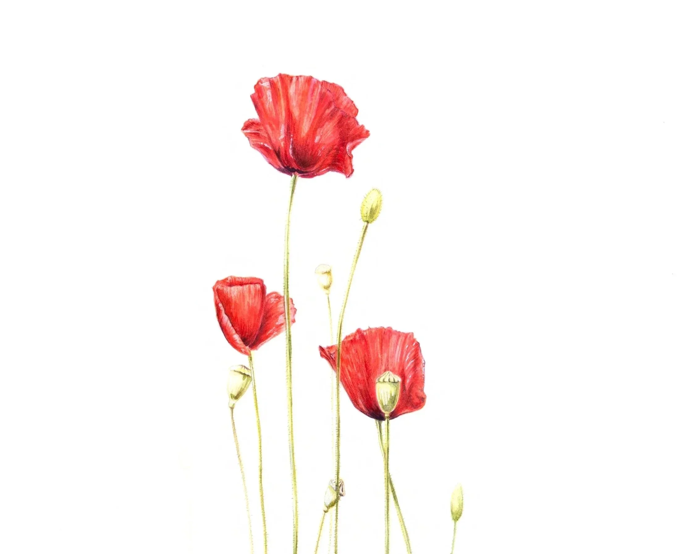Kate%2BHohn%2BArt%2Bpoppies%2Bwatercolor%2B00.jpg