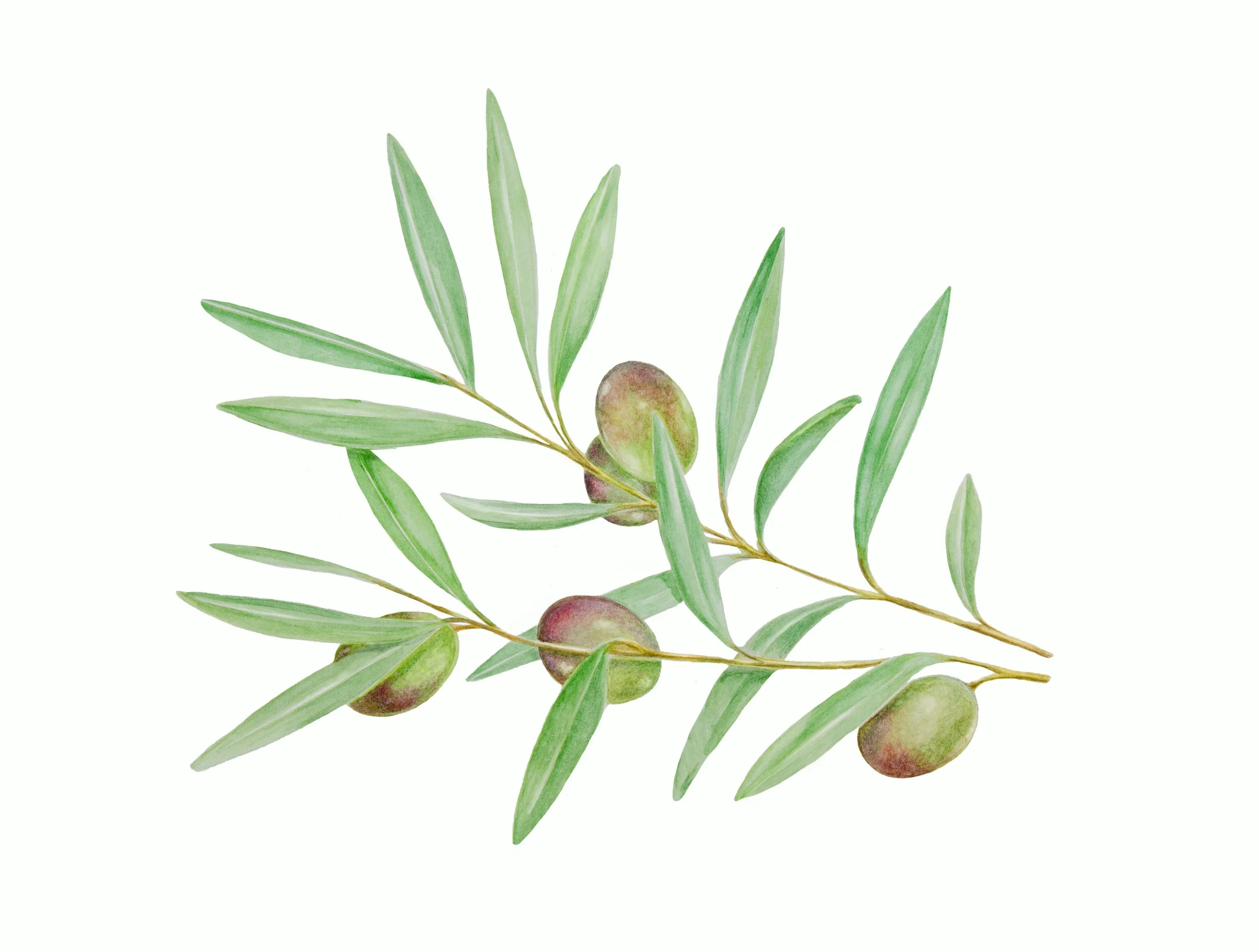 Kate Hohn Olive Branch .jpg