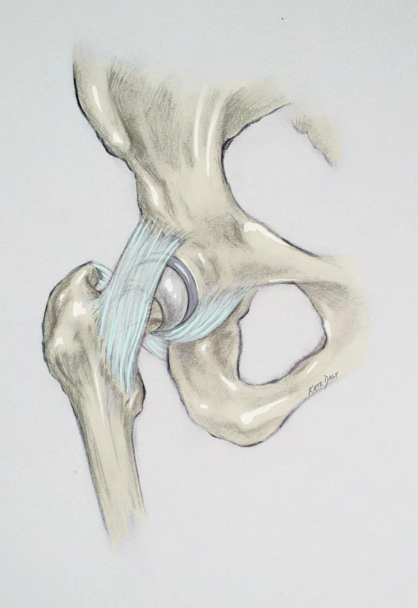 kate hohn medical illustration.jpeg