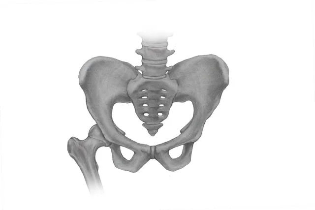Pelvis.jpeg