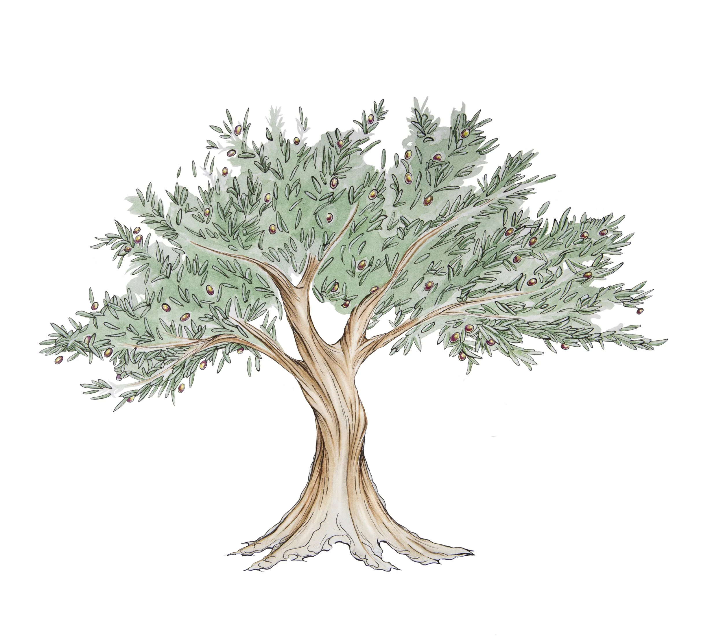OliveTree.jpg