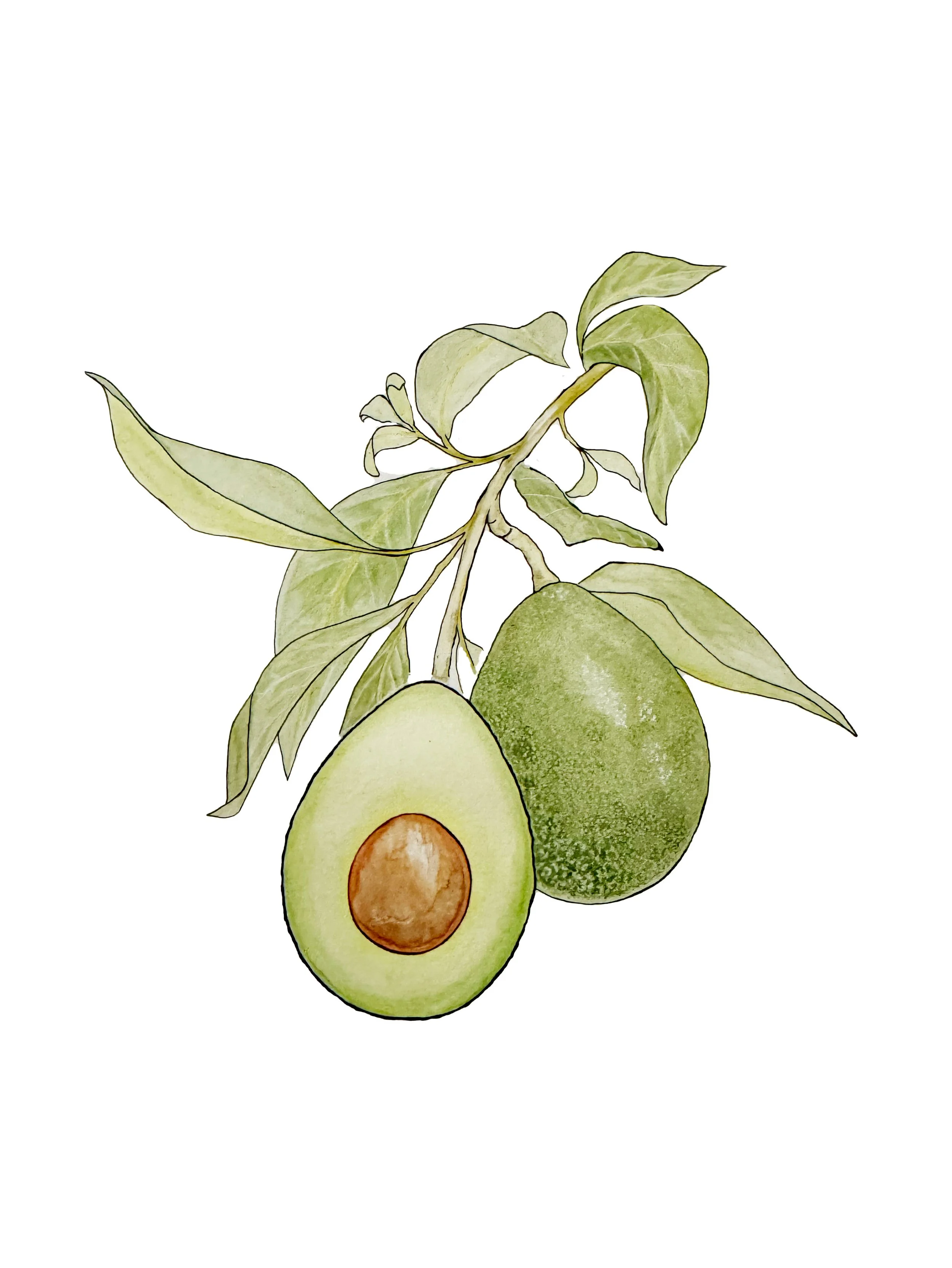 Kate Hohn Avocado.jpg