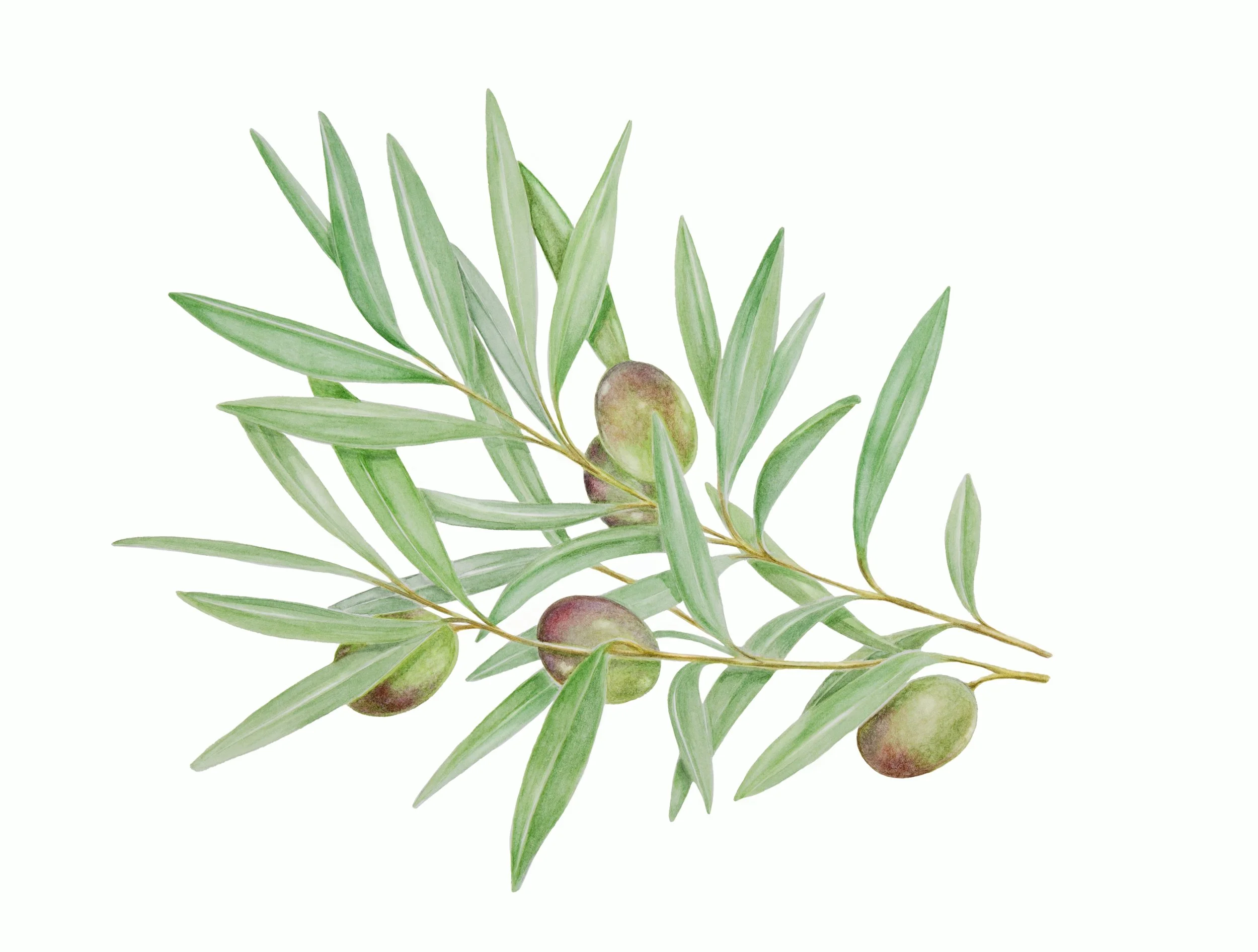 Olive Oil Branch .jpg