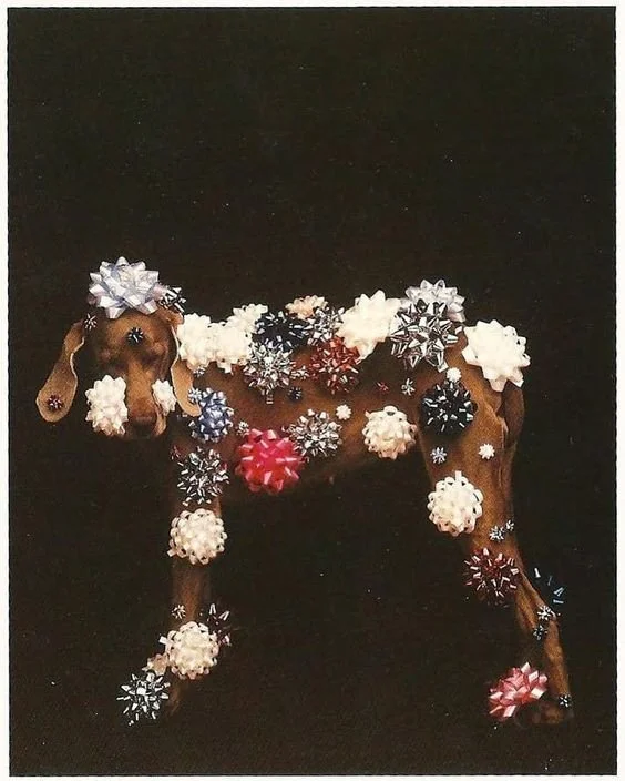 A few festive favorites by William Wegman ❤️