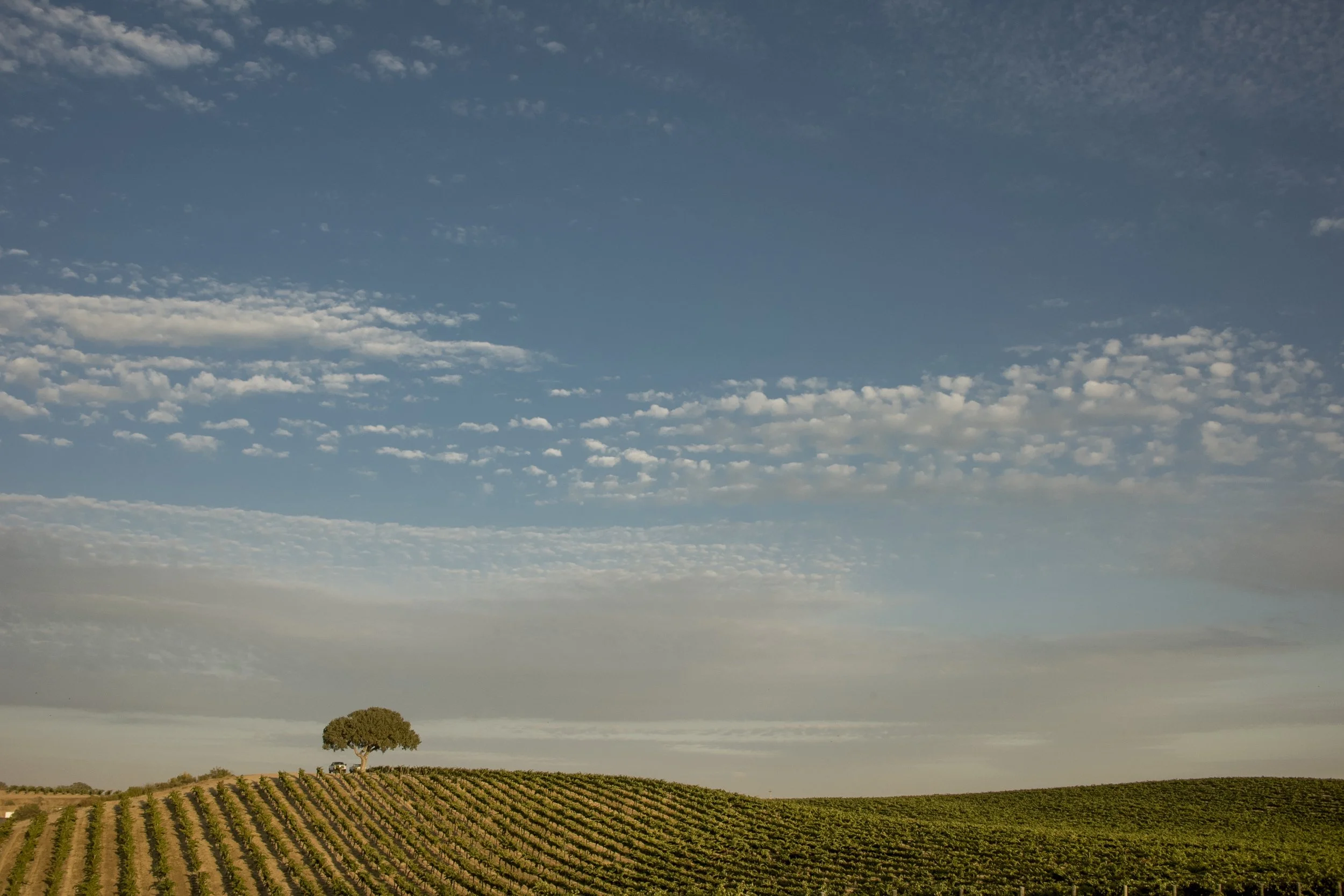 Field Guide: Paso Robles
