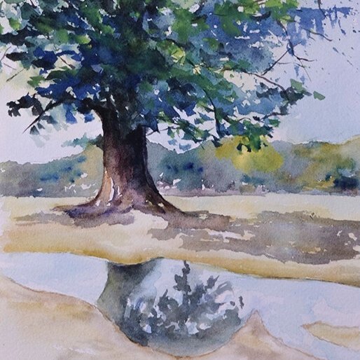 Oak Tree in Kumamoto, Japan
