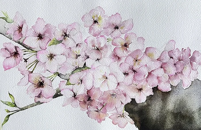 Cherry Blossoms 9