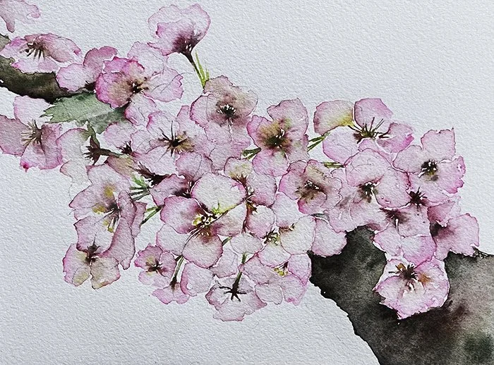 Cherry Blossom 8