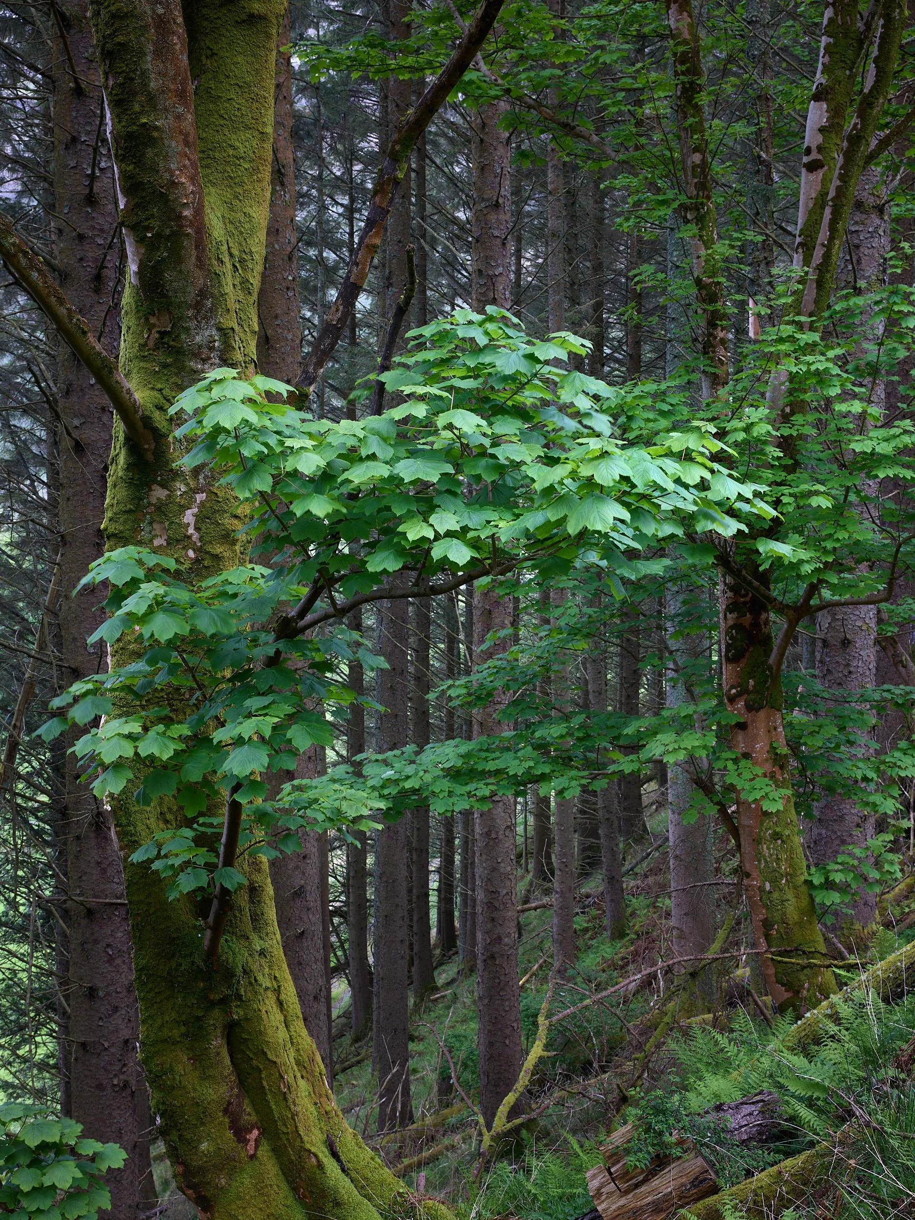 Isle of Mull — Dan Dill Photography