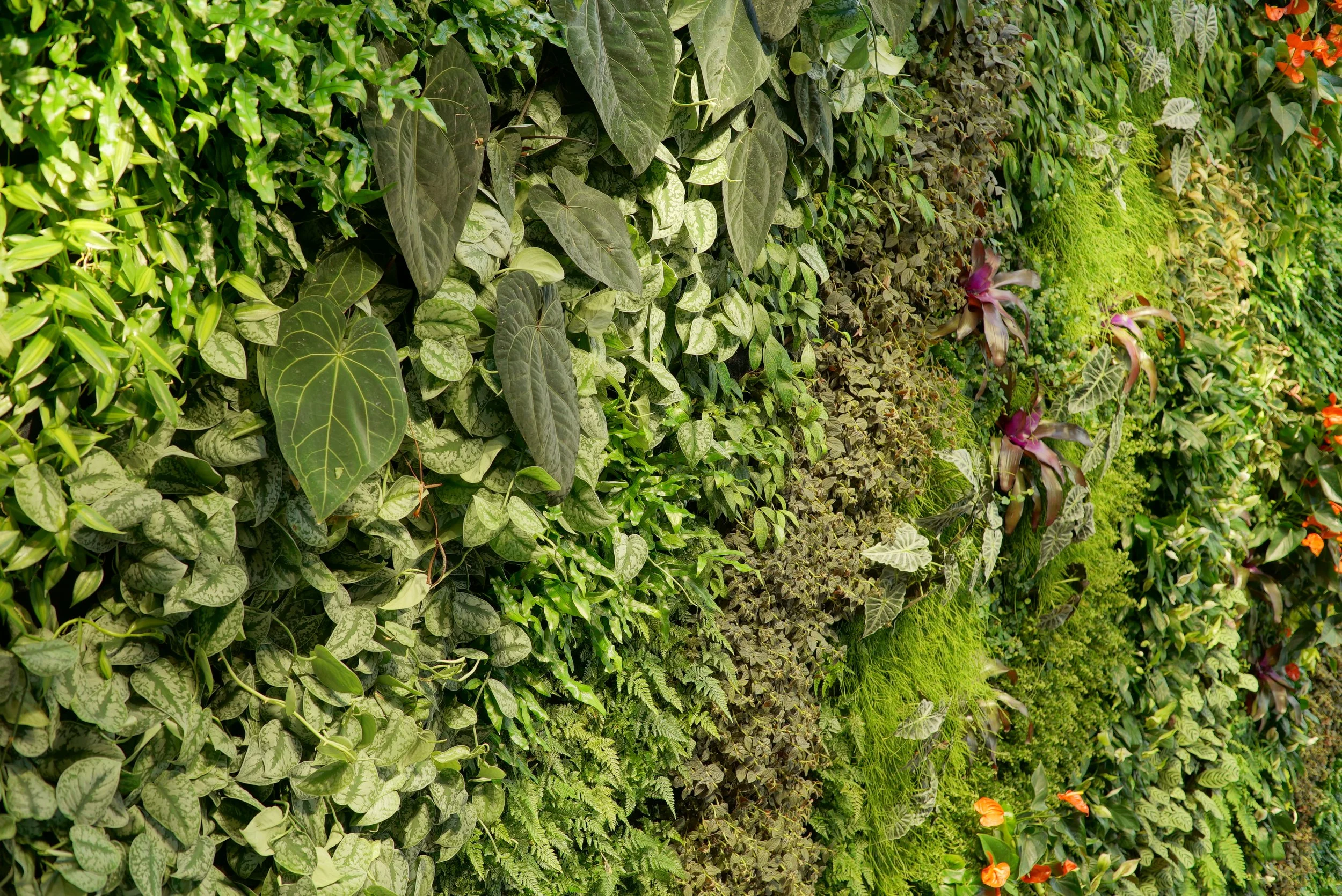 Dense indoor living wall installation with healthy tropical plant growth supported by integrated irrigation infrastructure.