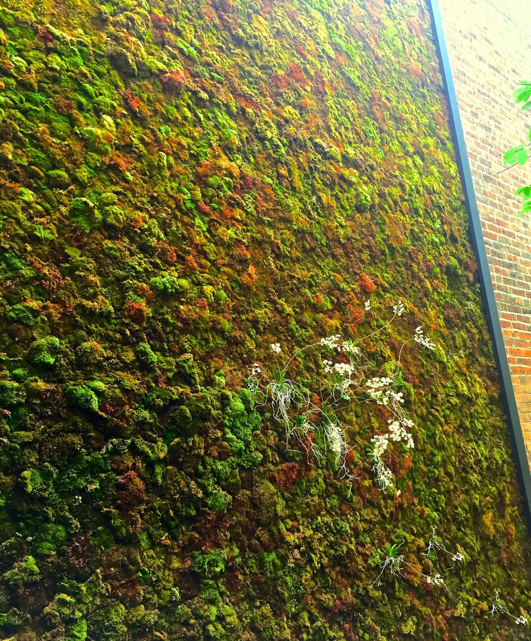 Irrigated Living Moss Wall Louisburg Sq Beacon Hill Boston — Urbanstrong
