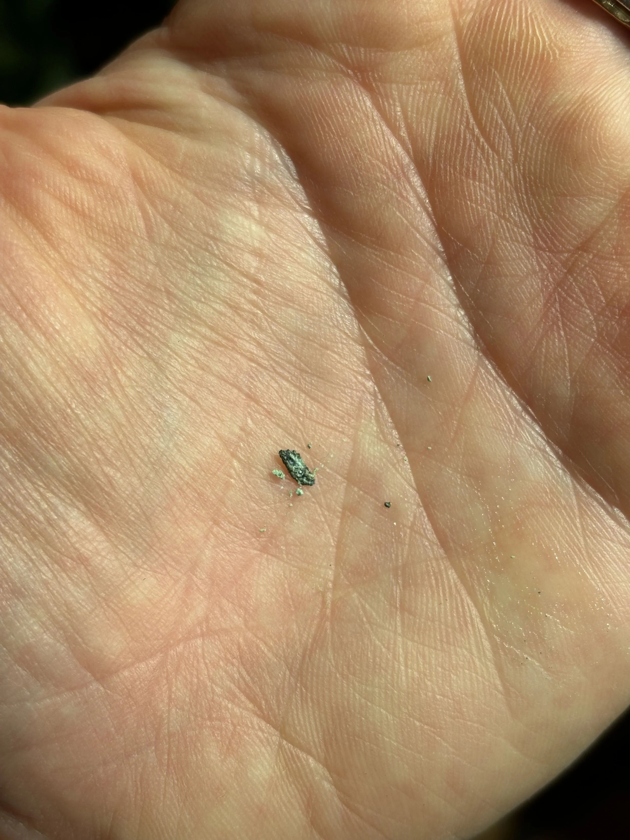copper chip in palm-mitsubshi.jpeg