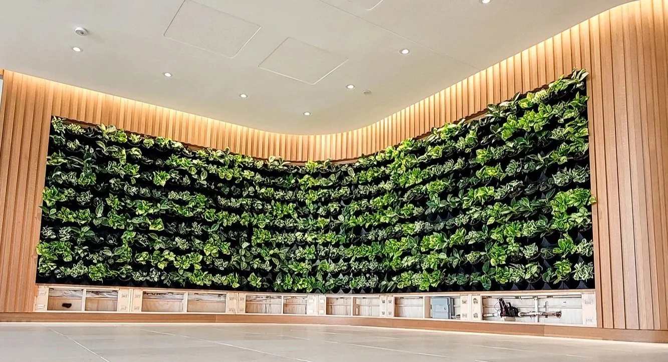  Indoor living wall using a fixed row and column matrix pot-in-tray system. 