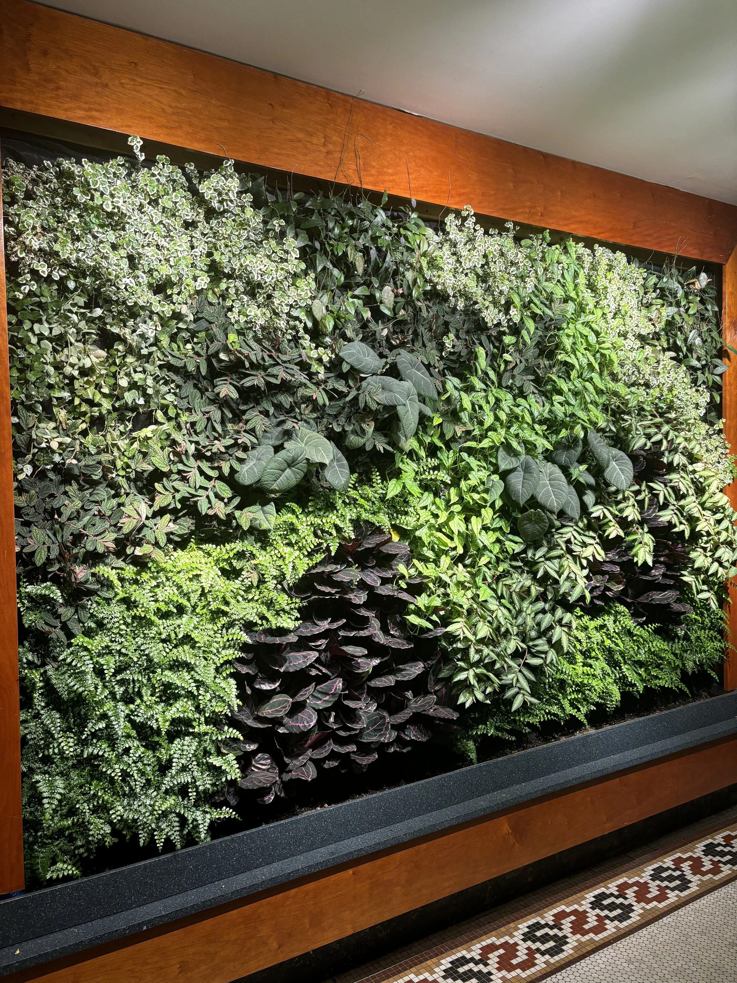 Geotextile felt-wall indoor living wall system installed at Columbia University in New York City, photographed on day of installation