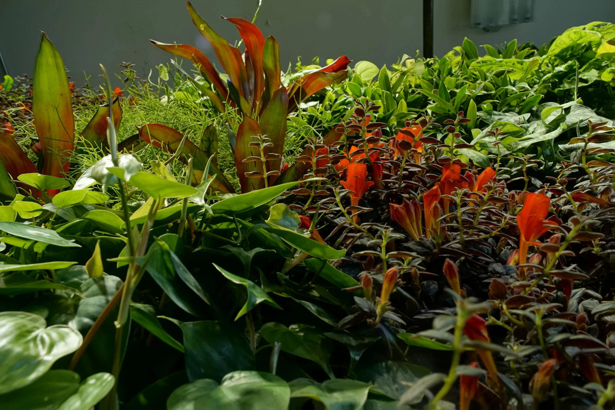 Close-up view looking up the face of an Urbanstrong indoor living wall, showing flowering tropical plants with orange blooms and lush mixed foliage growing in an open root system