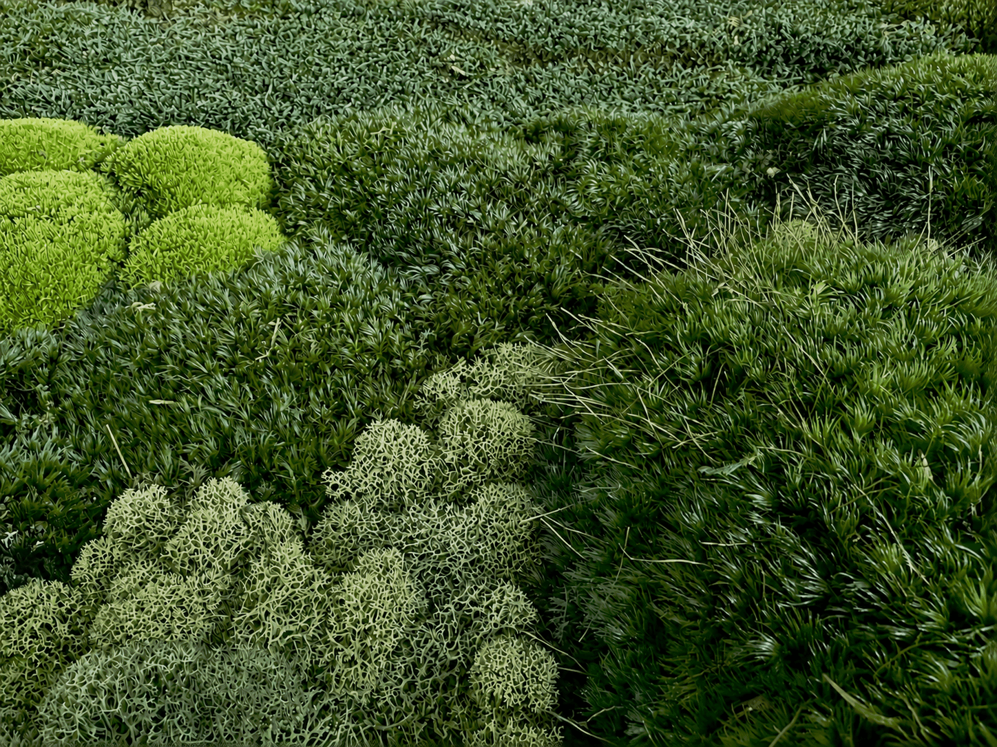 Close-up of multiple preserved moss species including reindeer, mood, sheet, and pole moss - Urbanstrong