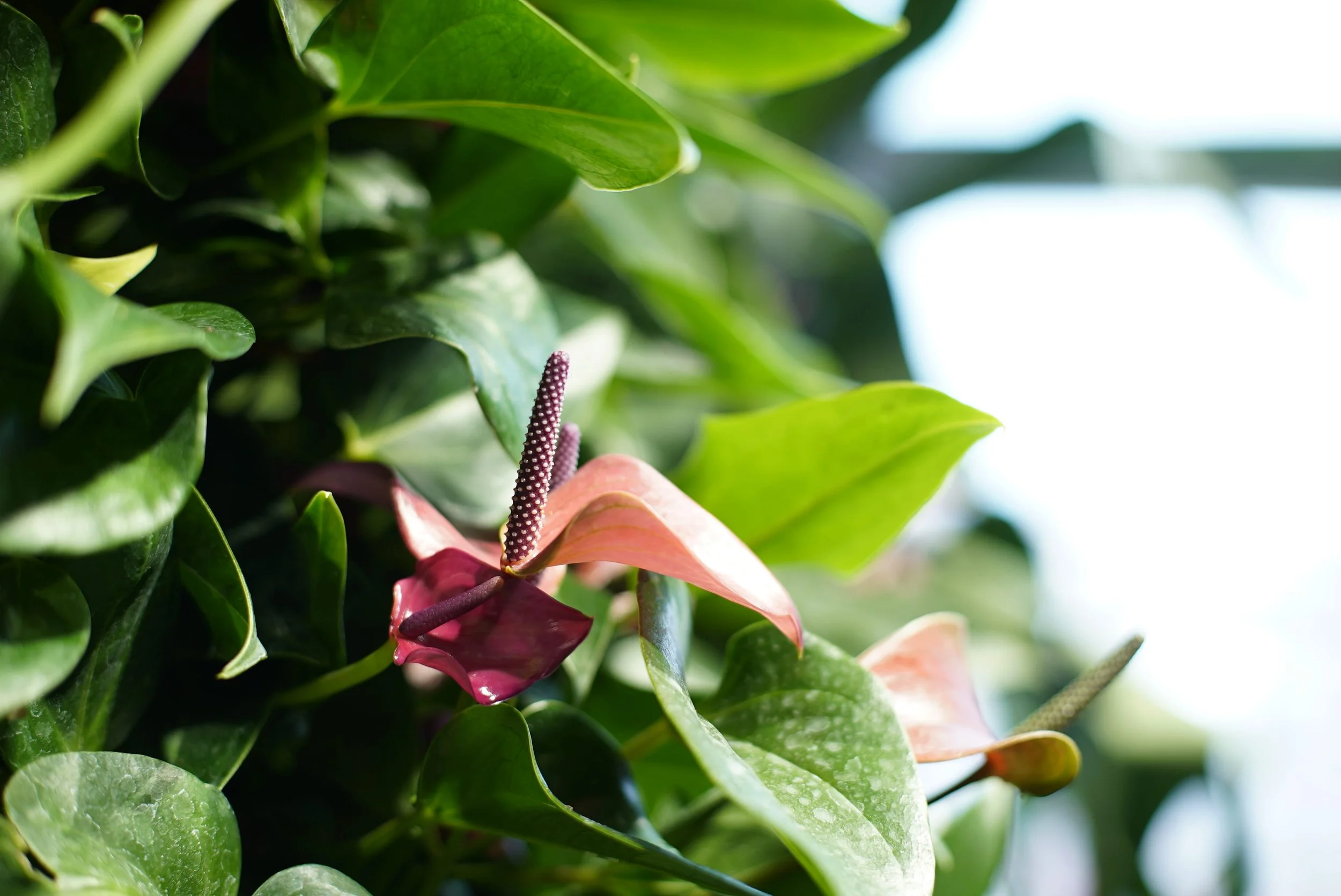 Anthurium plant flowering on an indoor living wall in brooklyn