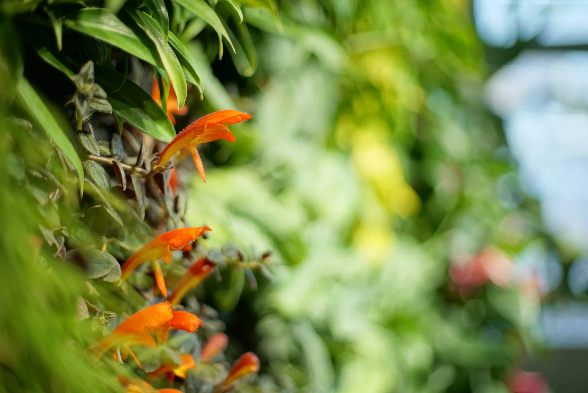 Columnea 'Chocolate Soldier' in bloom on an Urbanstrong indoor living wall, showing orange tubular flowers and dark fuzzy foliage characteristic of this tropical houseplant cultivar