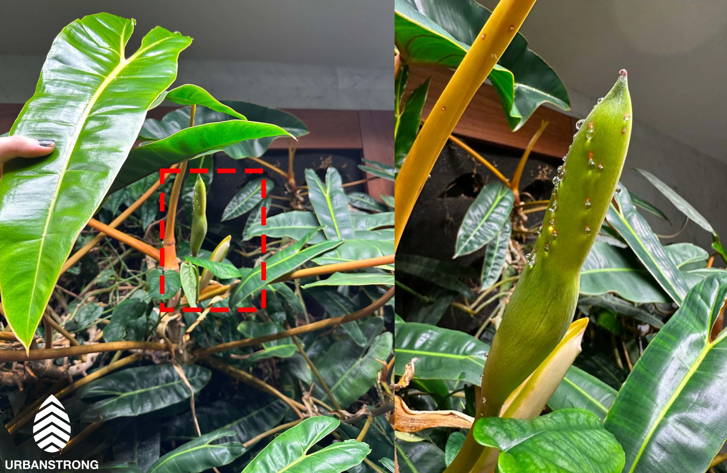 Philodendron billietiae spathe emerging on an Urbanstrong indoor living wall installation  in Tribeca, NYC. A rare bloom almost never seen on tropical houseplants grown indoors.
