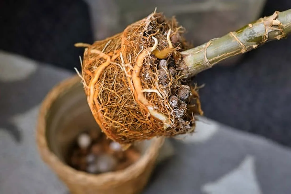 A root-bound tropical plant removed from its pot, showing a dense, compacted root mass that has taken the shape of the container
